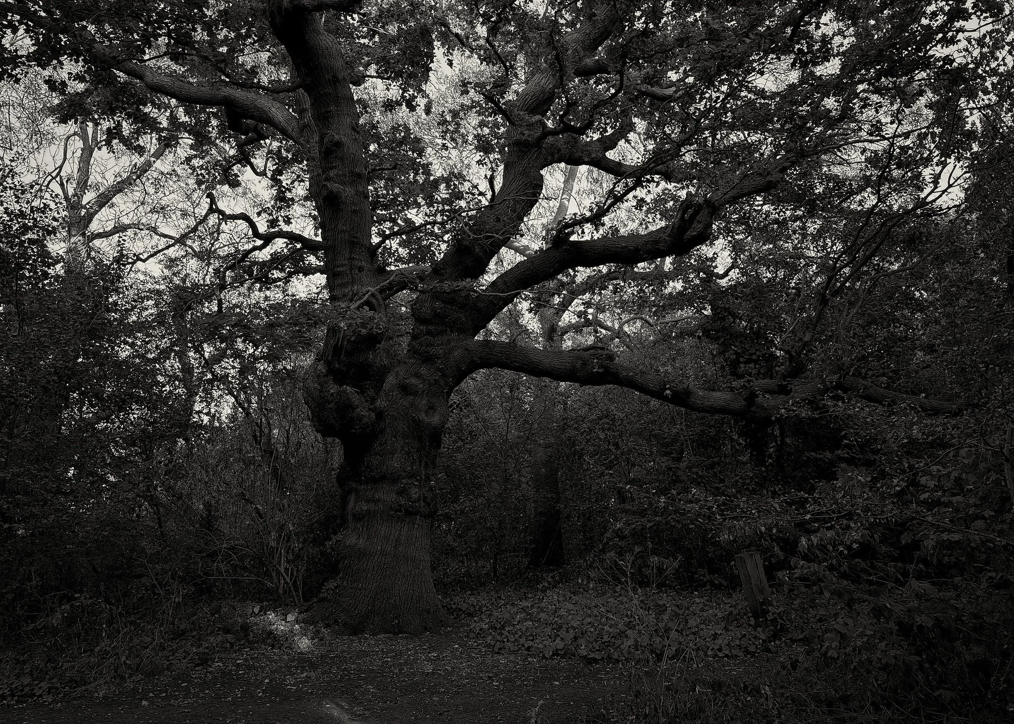 English Oak on Tooting Common