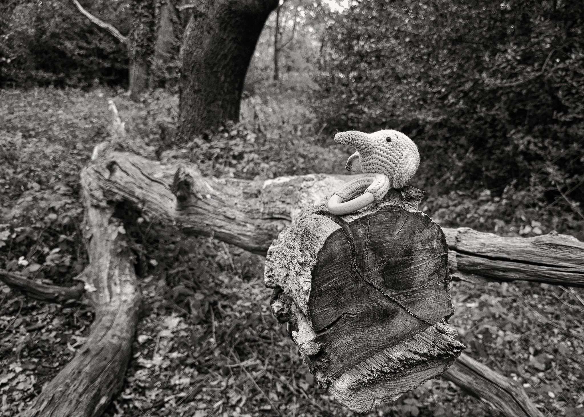 Woodland creature