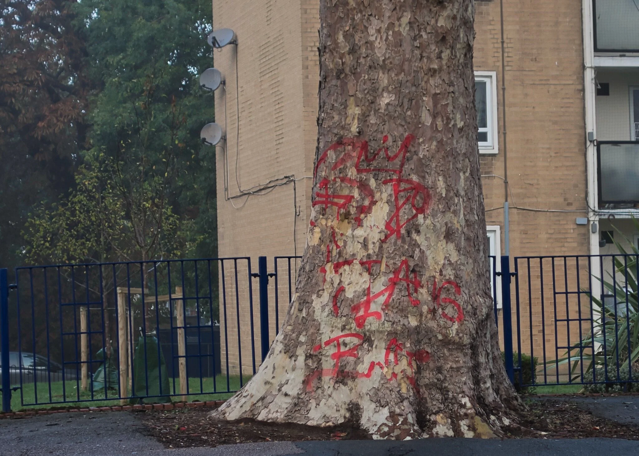 Tagged London plane tree, Streatham Hill