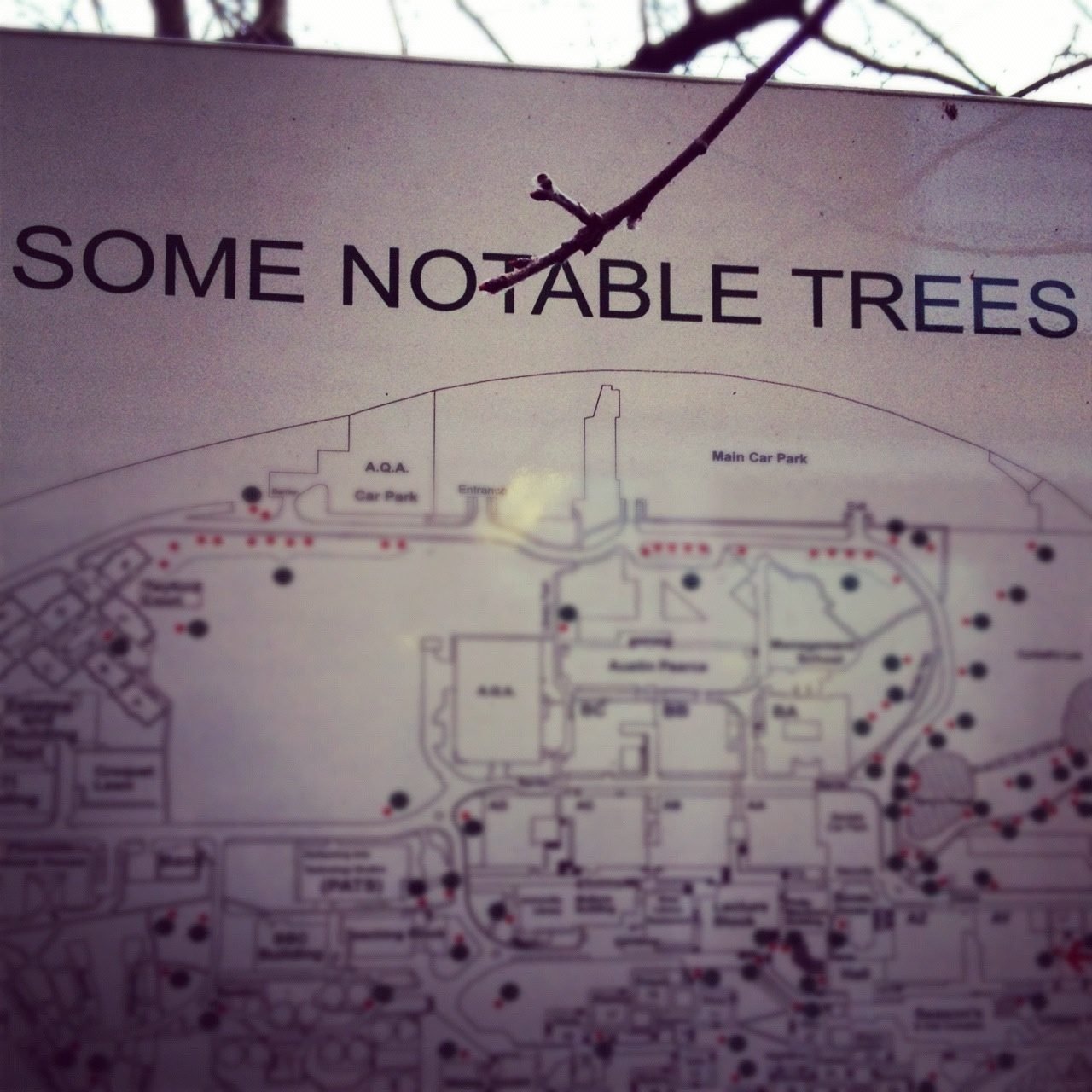 Some notable trees