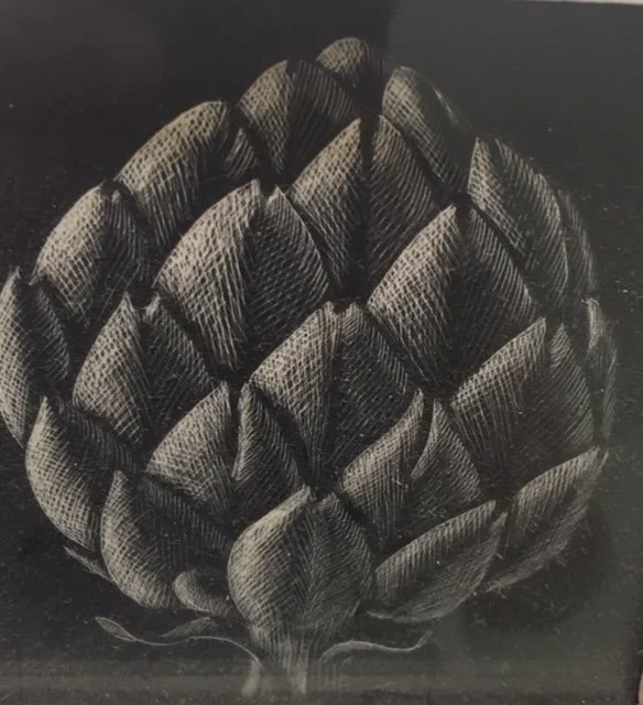 A black and white drawing of Artichoke Heart by Jane Ray