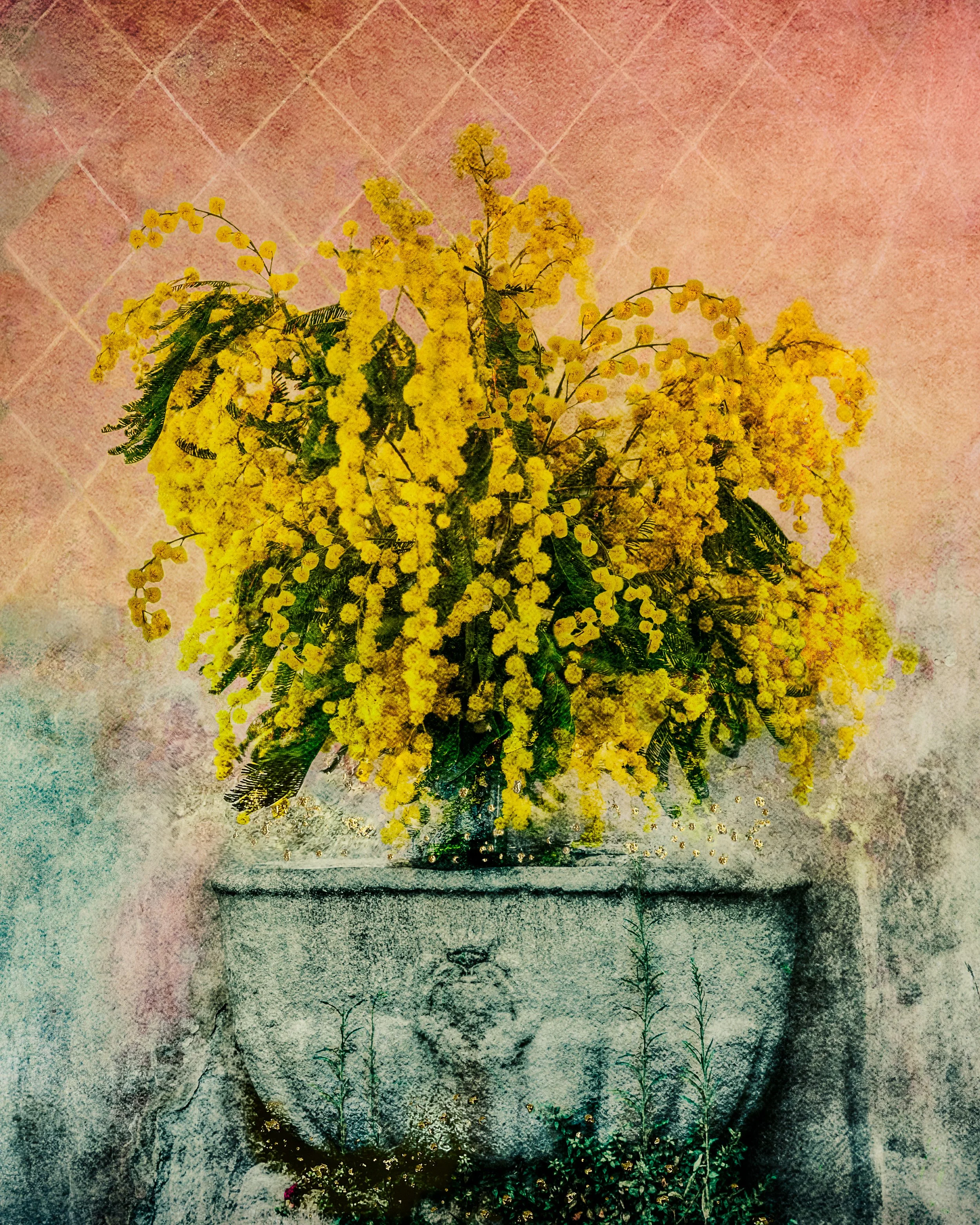 Mimosa.jpg