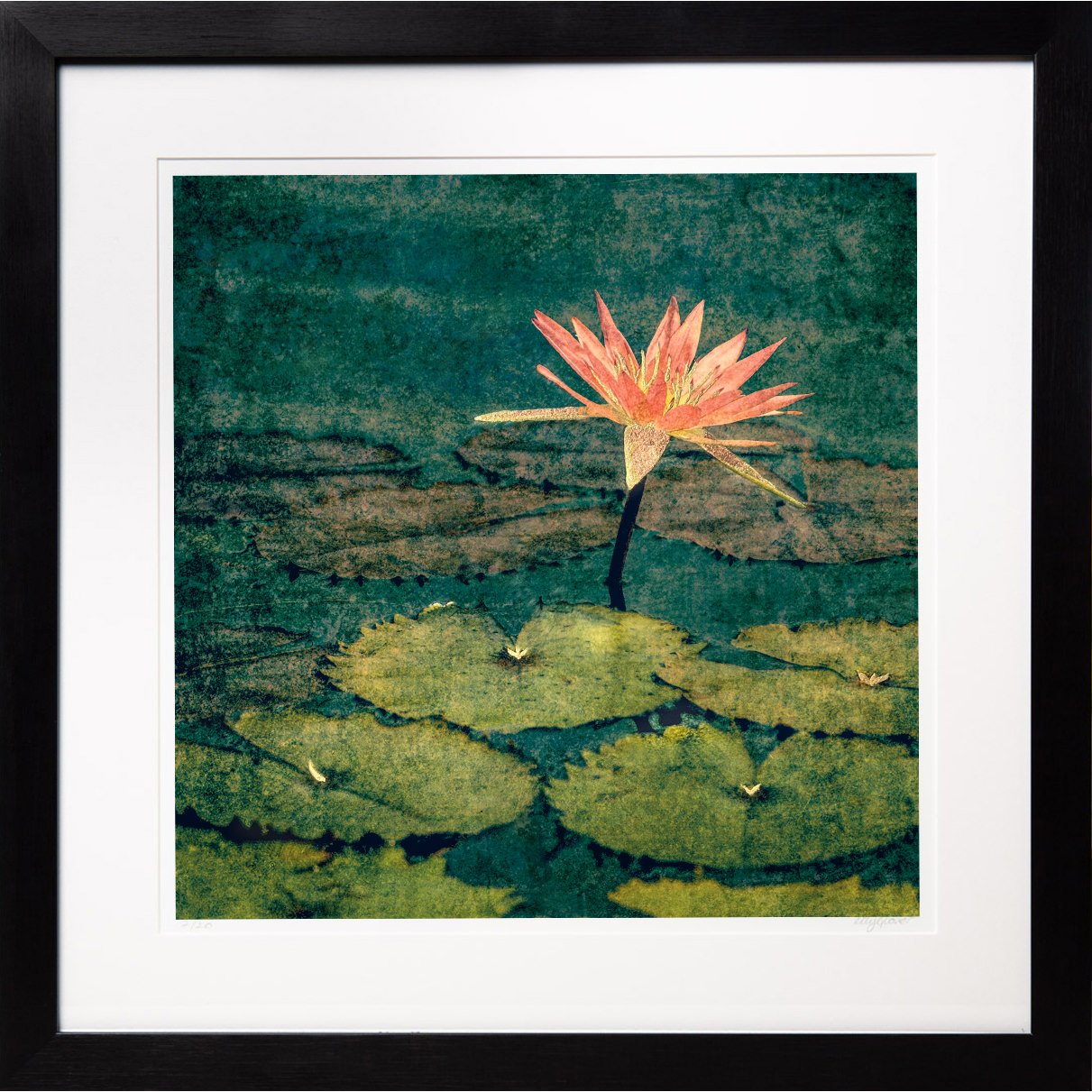 WaterLily.jpg