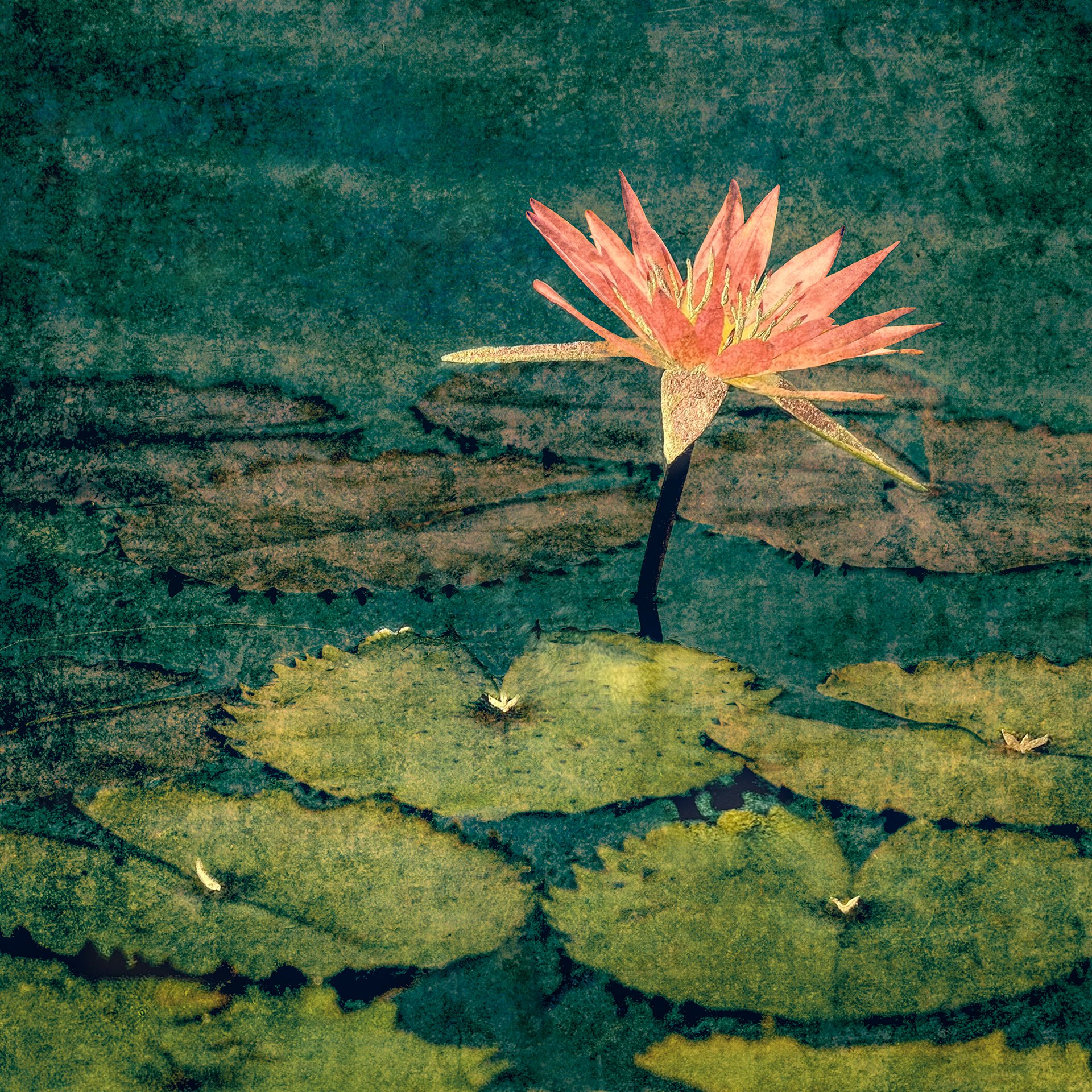 Water Lily(small).jpg