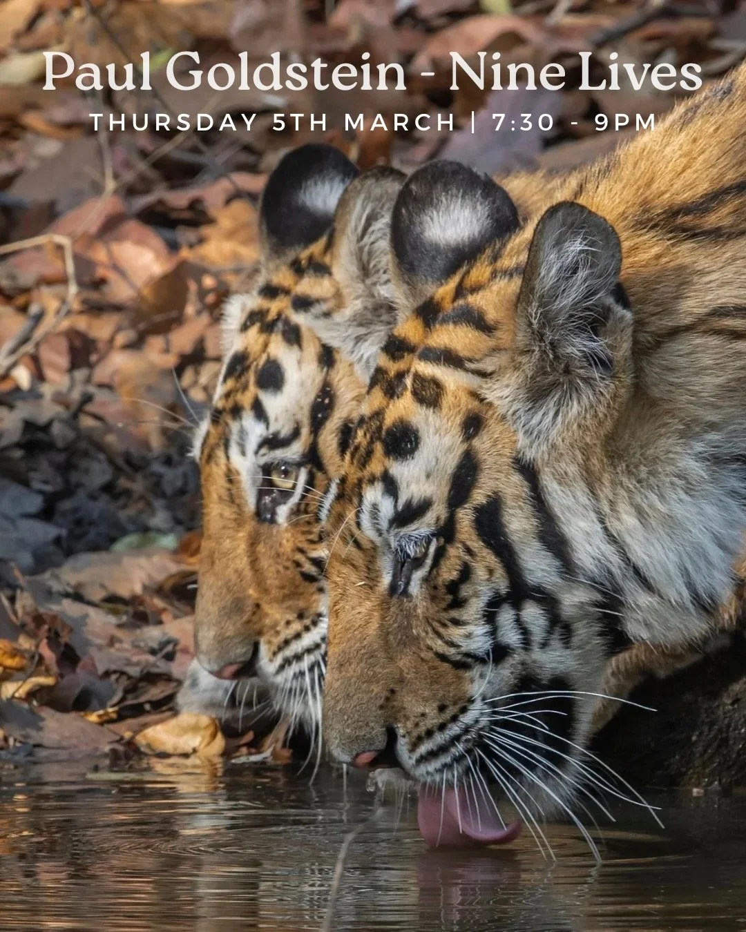 Nine Lives &ndash; One Photographer, Nine Persecuted Species | An evening at The Yard with @paulsgoldstein | Thursday 5th March | 7.30-9pm 🐅

Wildlife photographer, naturalist + safari guide Paul Goldstein joins us in conversation with @alimartintv 