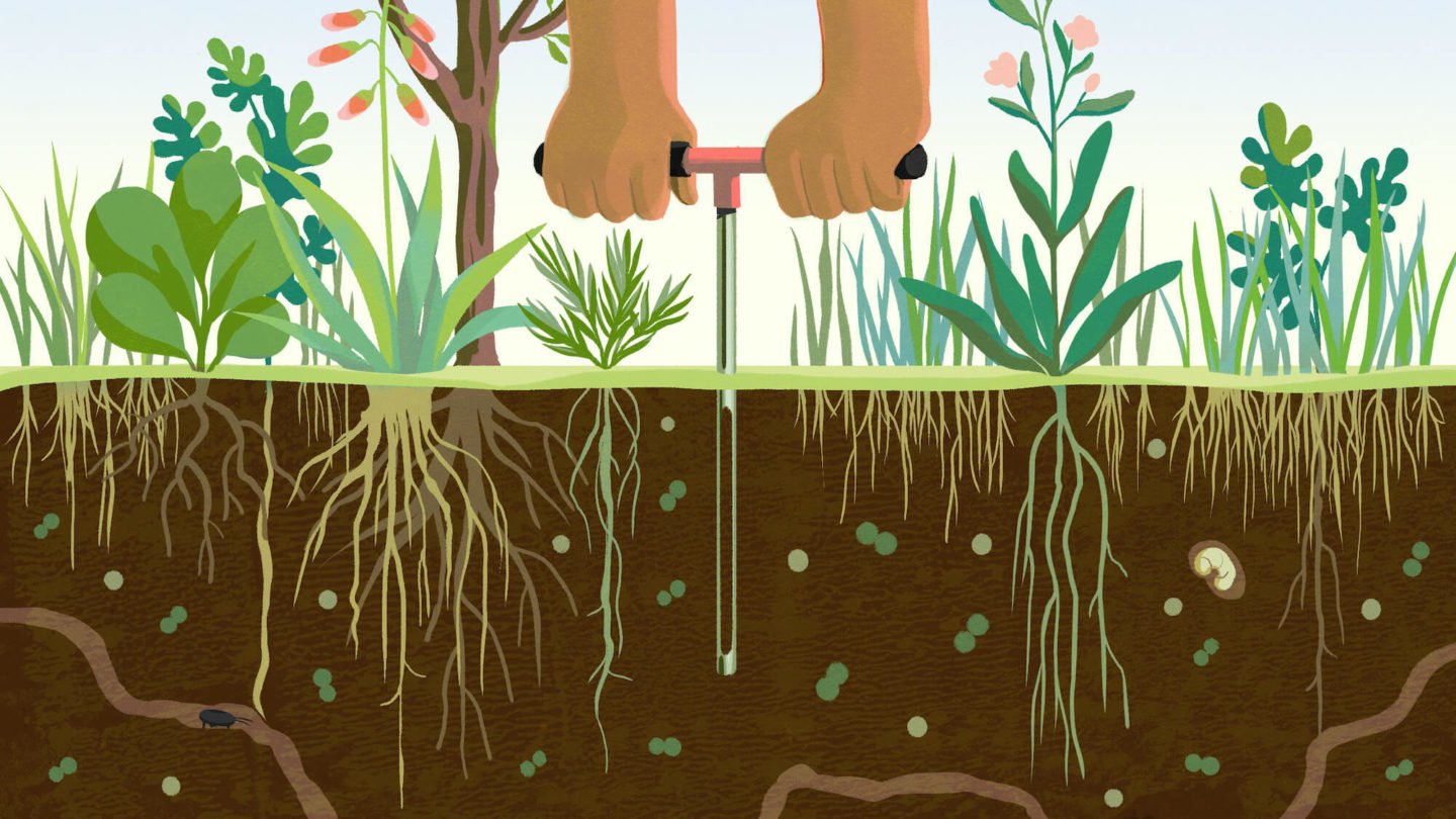 Soil Testing, illustration by Cornelia Li