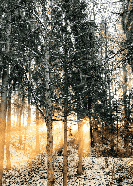 Sunlight pierces a stand of snowy pines.