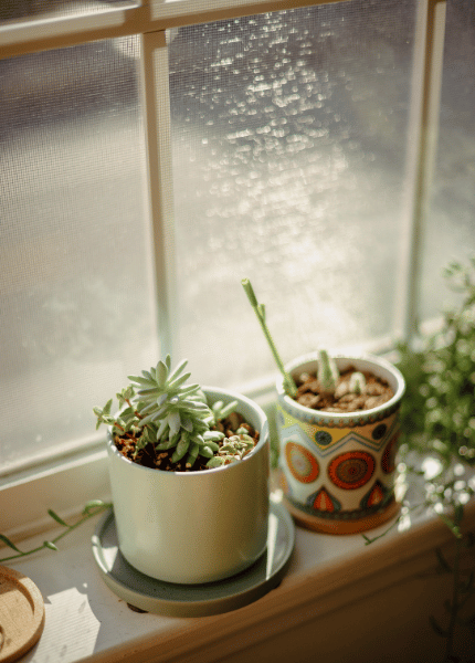 Two succulents in cheerful pots on a windowsill.
