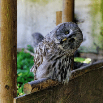 A wide-eyed owl tilts its head in disbelief.