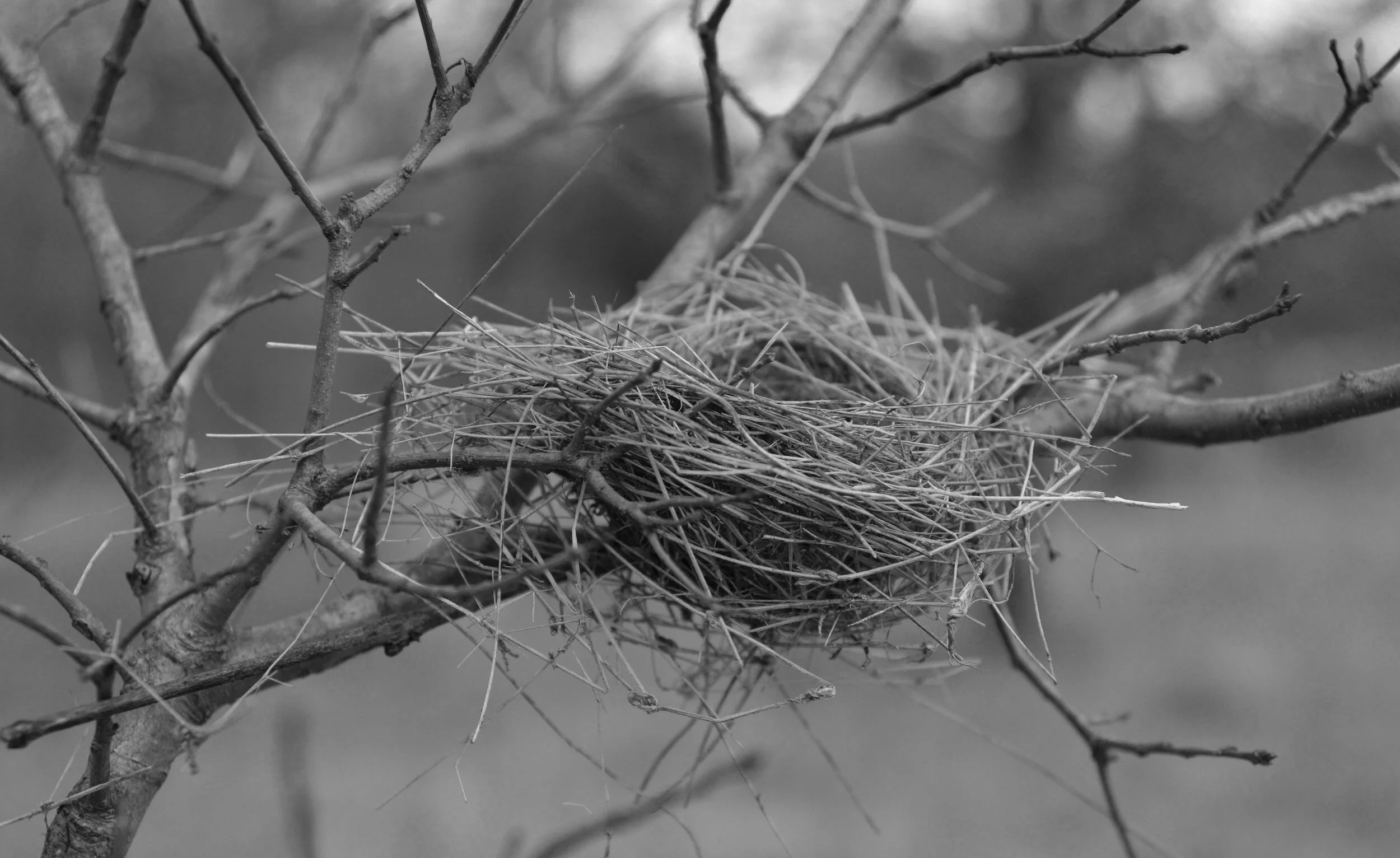 How to Make Empty Nesters