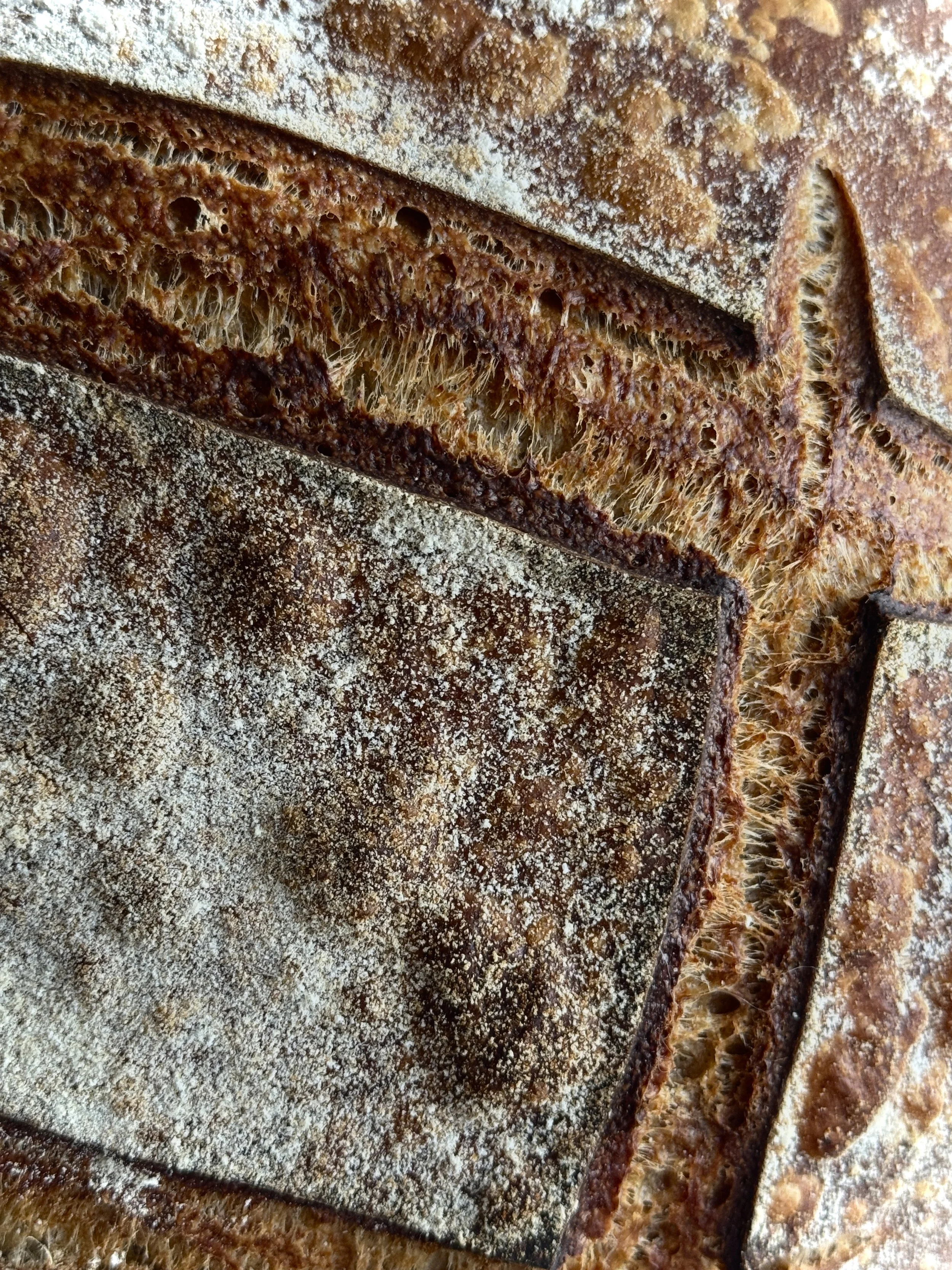 Close up of Sourdough Boule