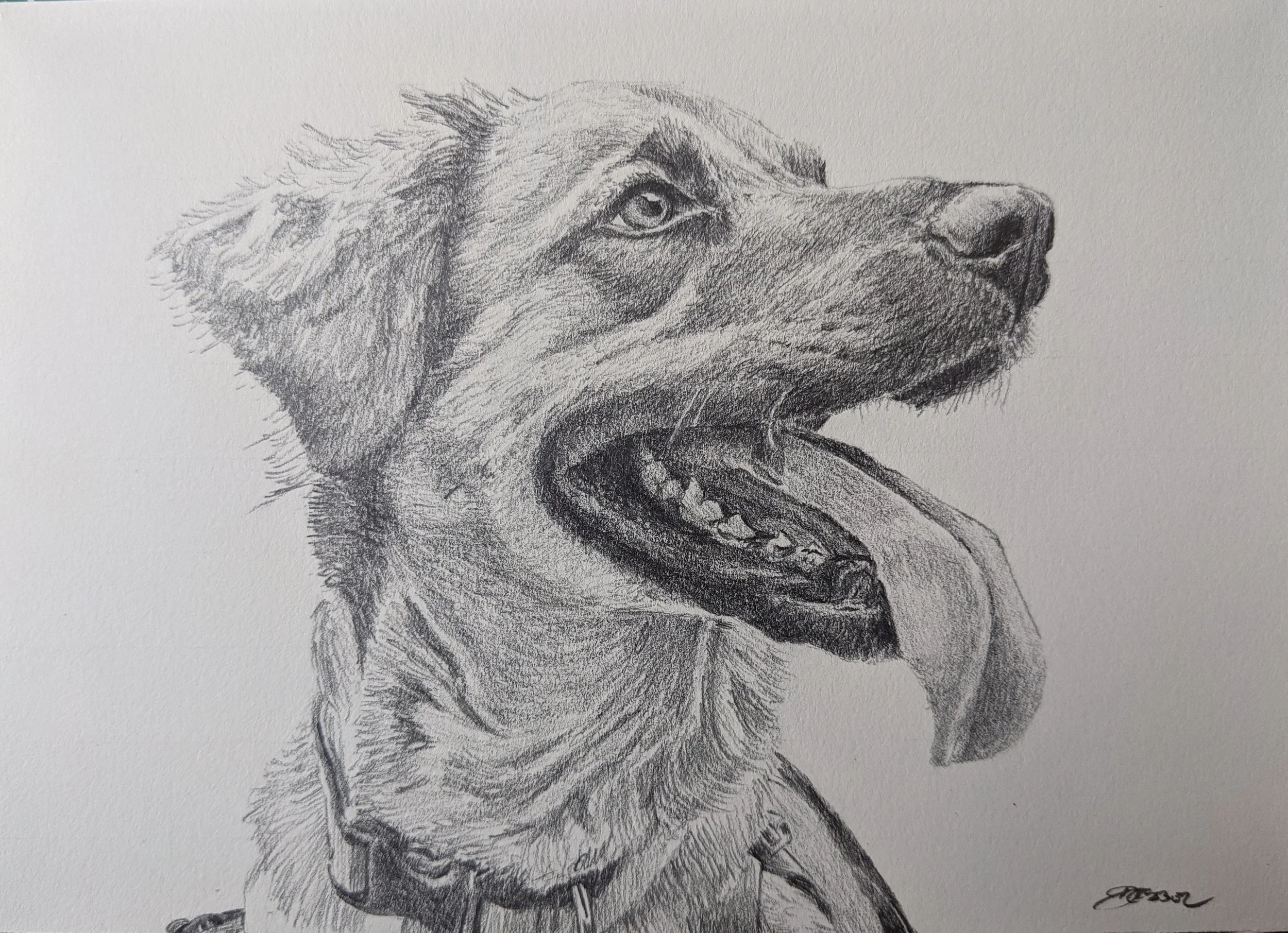 Lola - Tina Heffernan.jpg