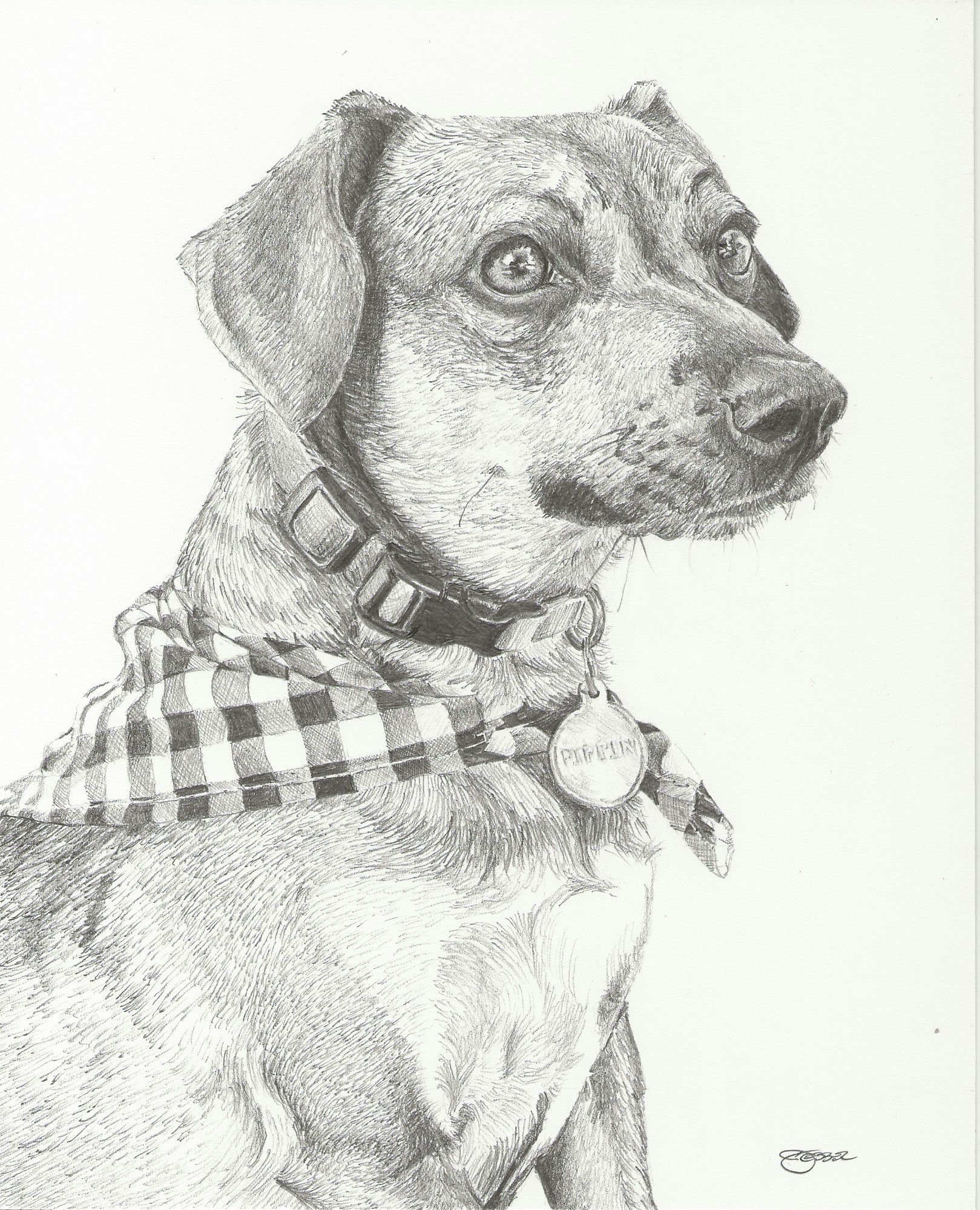 Pippin - Peter McCarthy.jpg