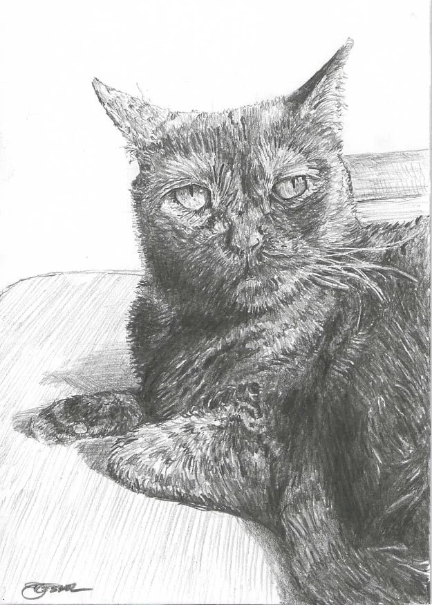 Alan Price second cat.jpg