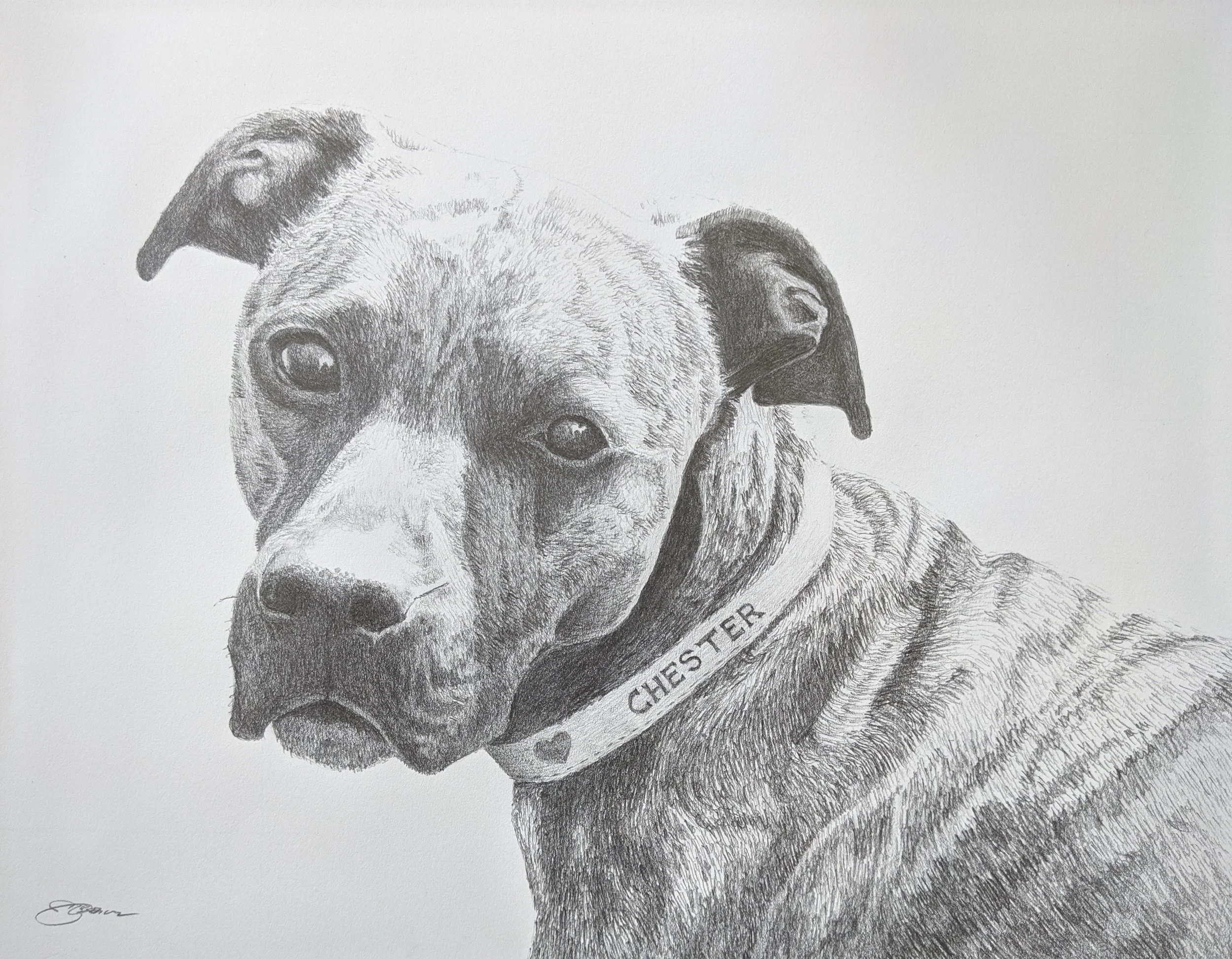 Chester - Greg Jones.jpg