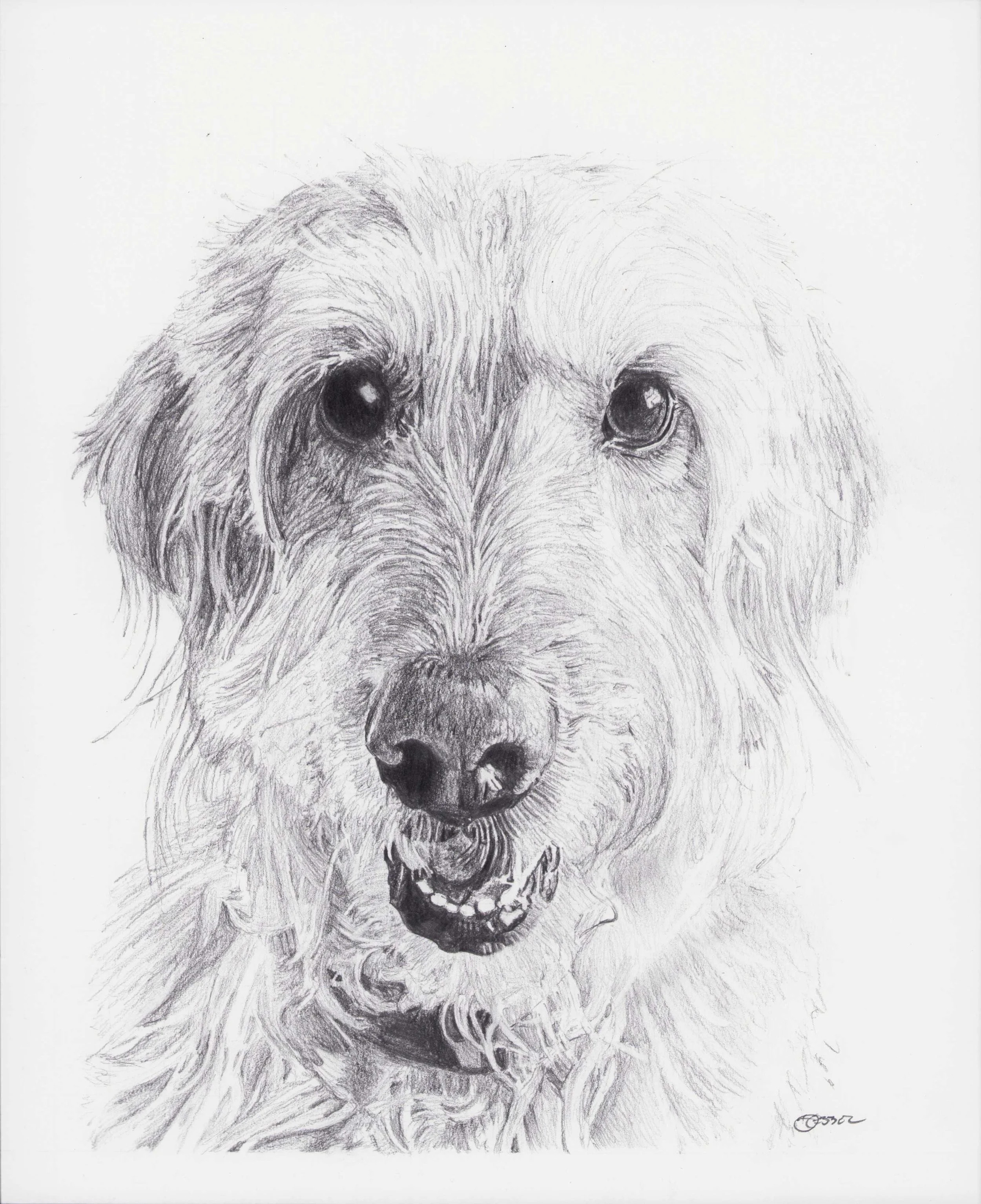 Bailey - Reggie Pugh.jpg