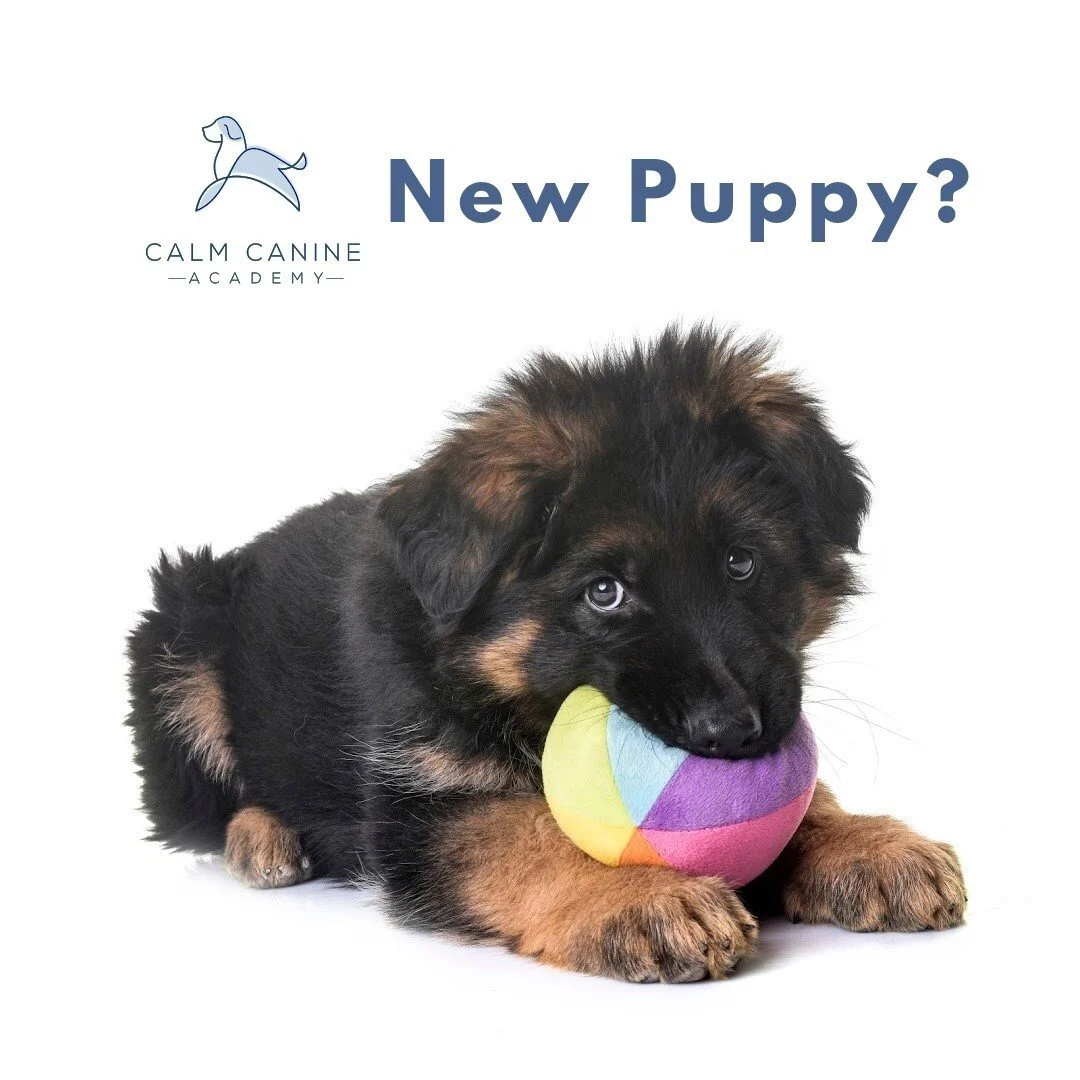 Dog Trainers & Anxiety Specialists Effective ScienceBased Dog Training