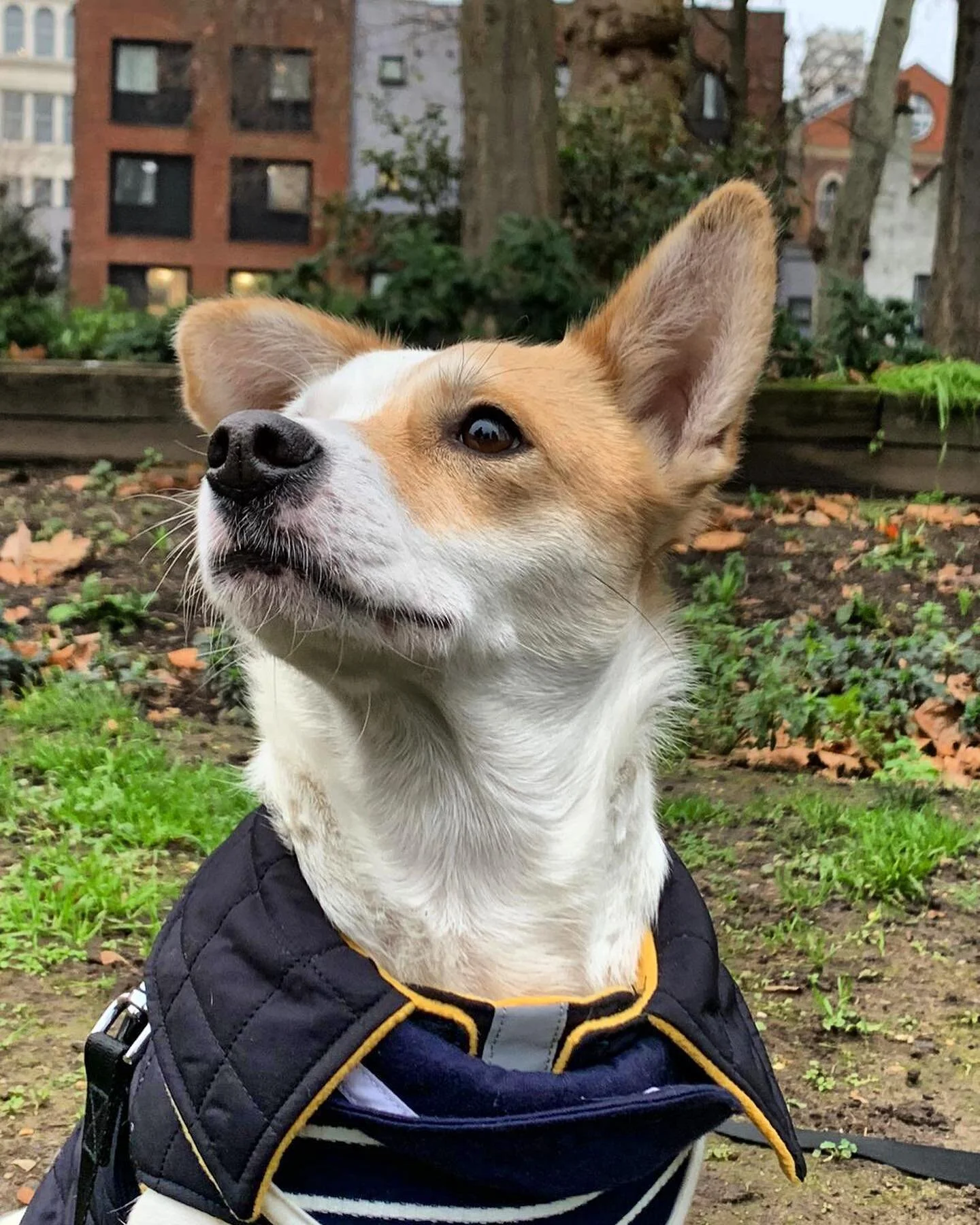 Dog Trainers & Anxiety Specialists Effective ScienceBased Dog Training