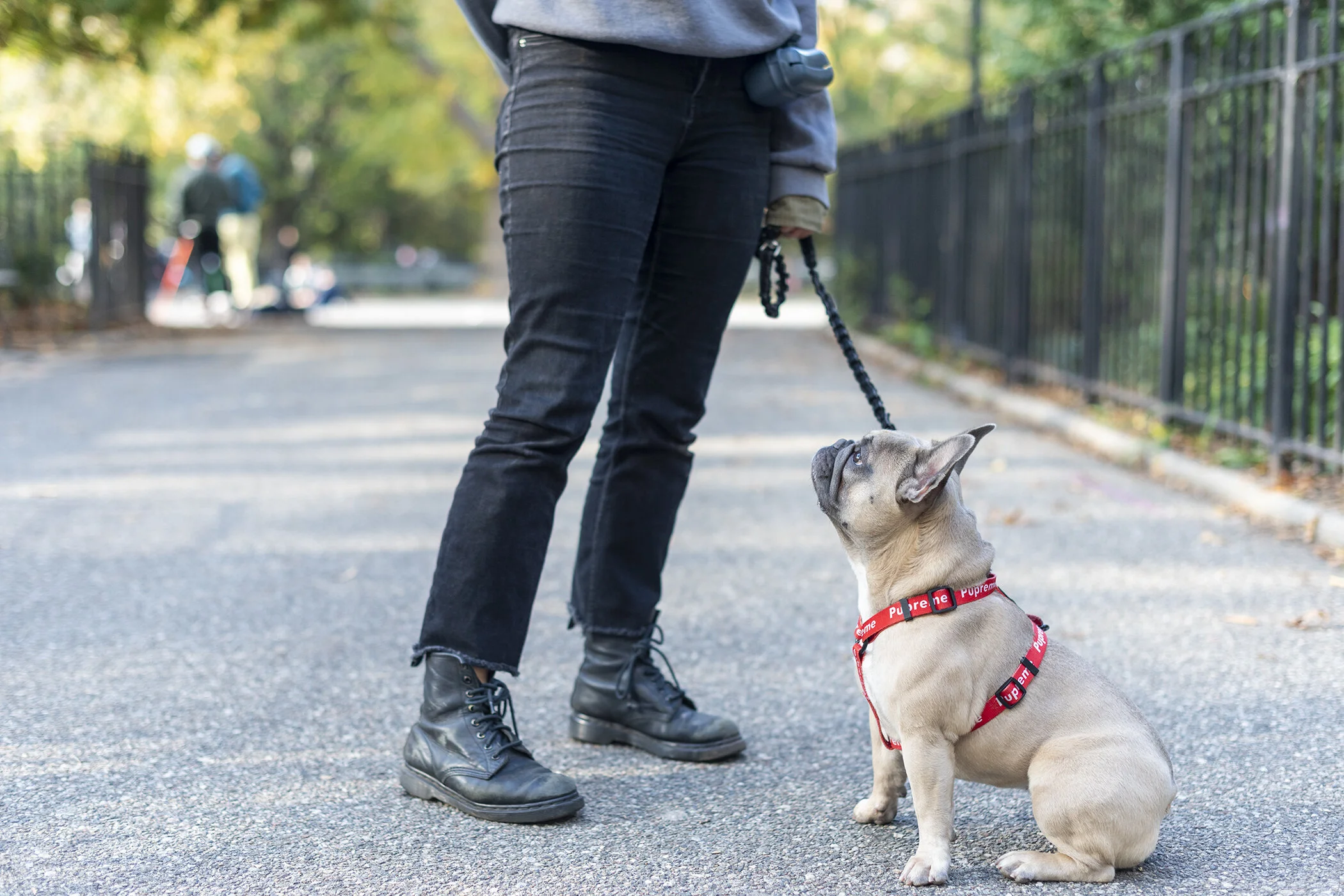 Dog Trainers & Anxiety Specialists Effective ScienceBased Dog Training