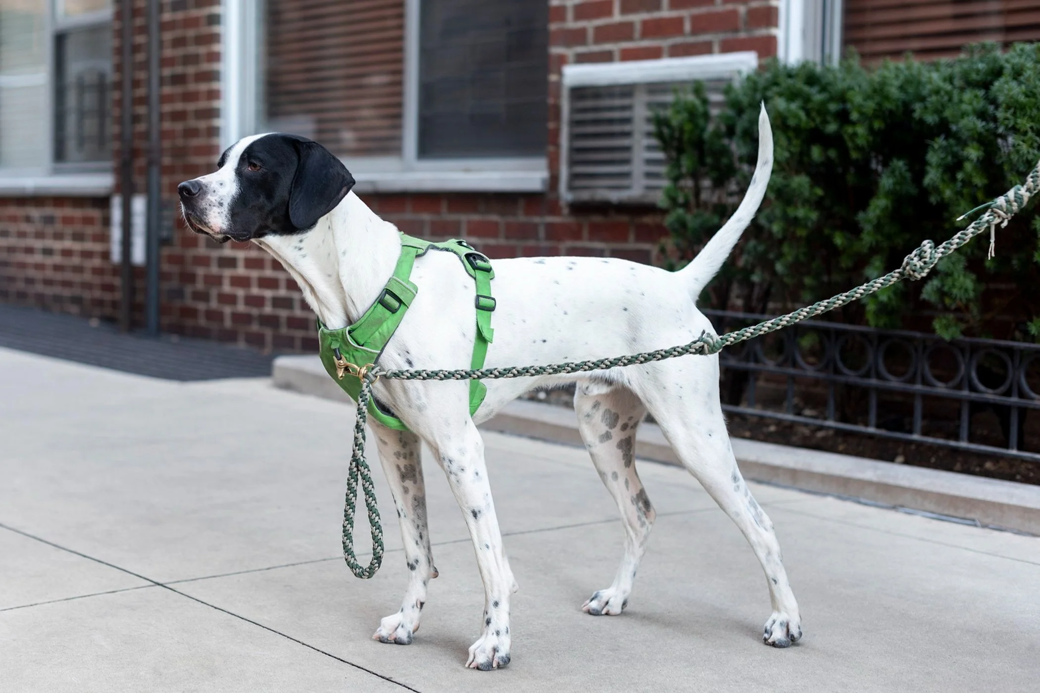 Dog Trainers & Anxiety Specialists Effective ScienceBased Dog Training