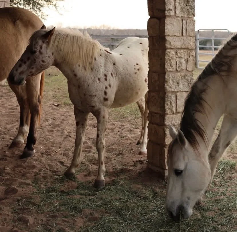 Year of the Horse | New @christylynncollection Western capsule collection launching 2.13 🐴✨