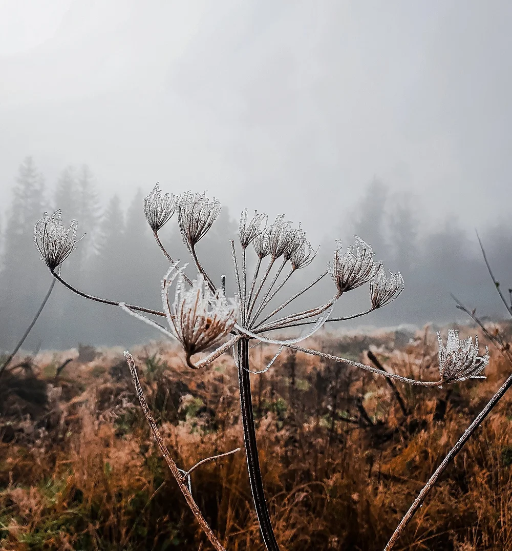 cabu by the lakes cavan cabins firest bathing.jpeg