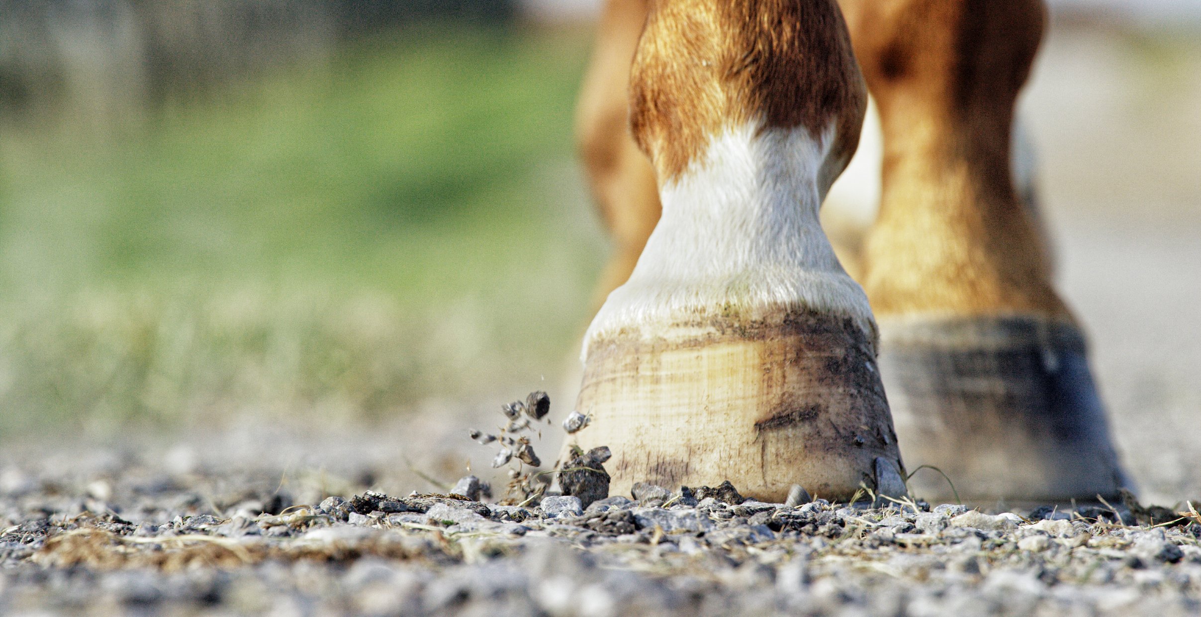 Enhancing Equestrian Performance: The Benefits of Yoga Practice for Maryland's Equine Enthusiasts