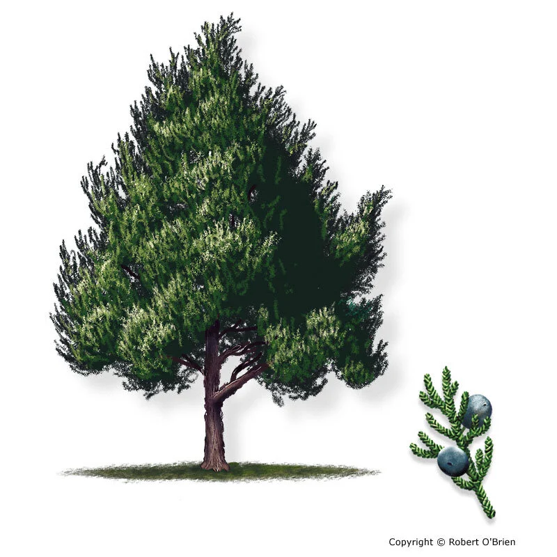 Tree Inventory and Information — Brazos Valley Tree Farm