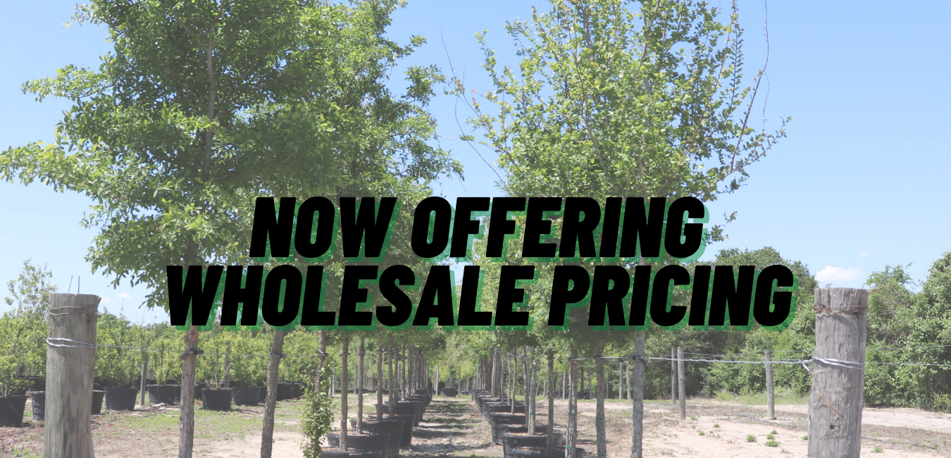Wholesale — Brazos Valley Tree Farm