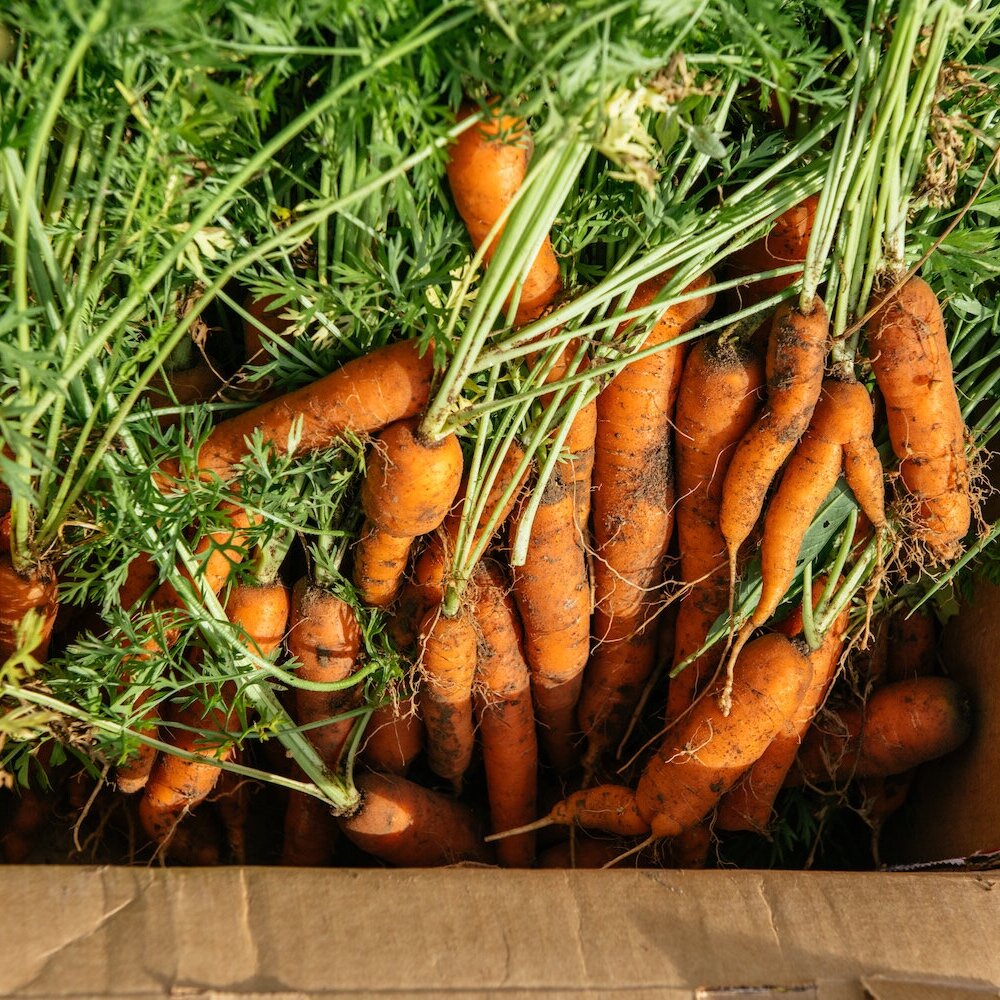 IGI_2020_glean_carrots_Gabriela Herman.jpg