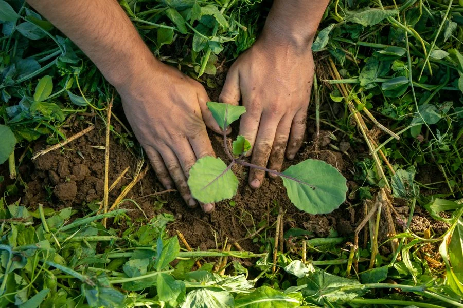The Food Forest at the Charter School: Garden of the Future, Seeds of the Past