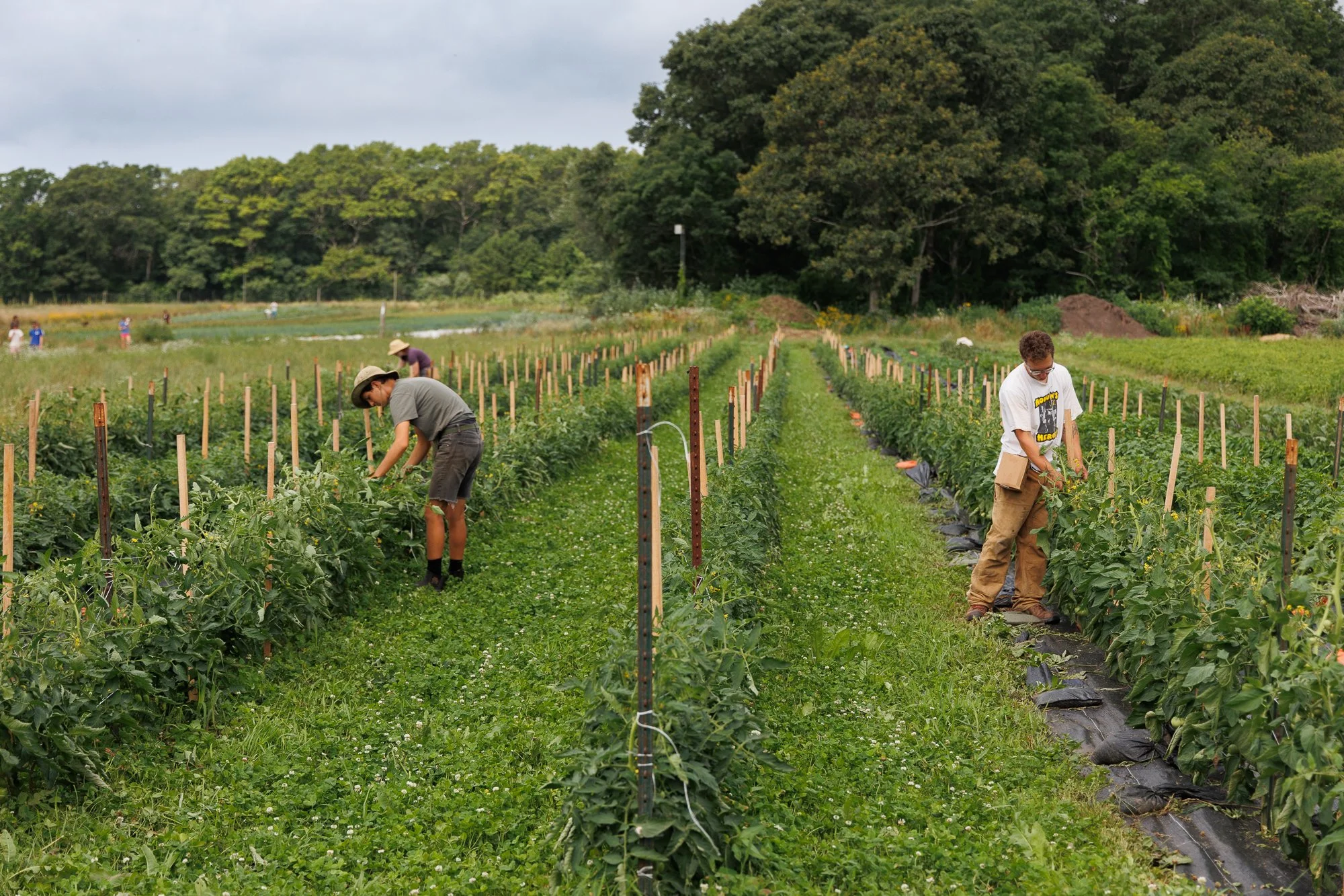 Regenerative Farm Tour and Talk - July 21st