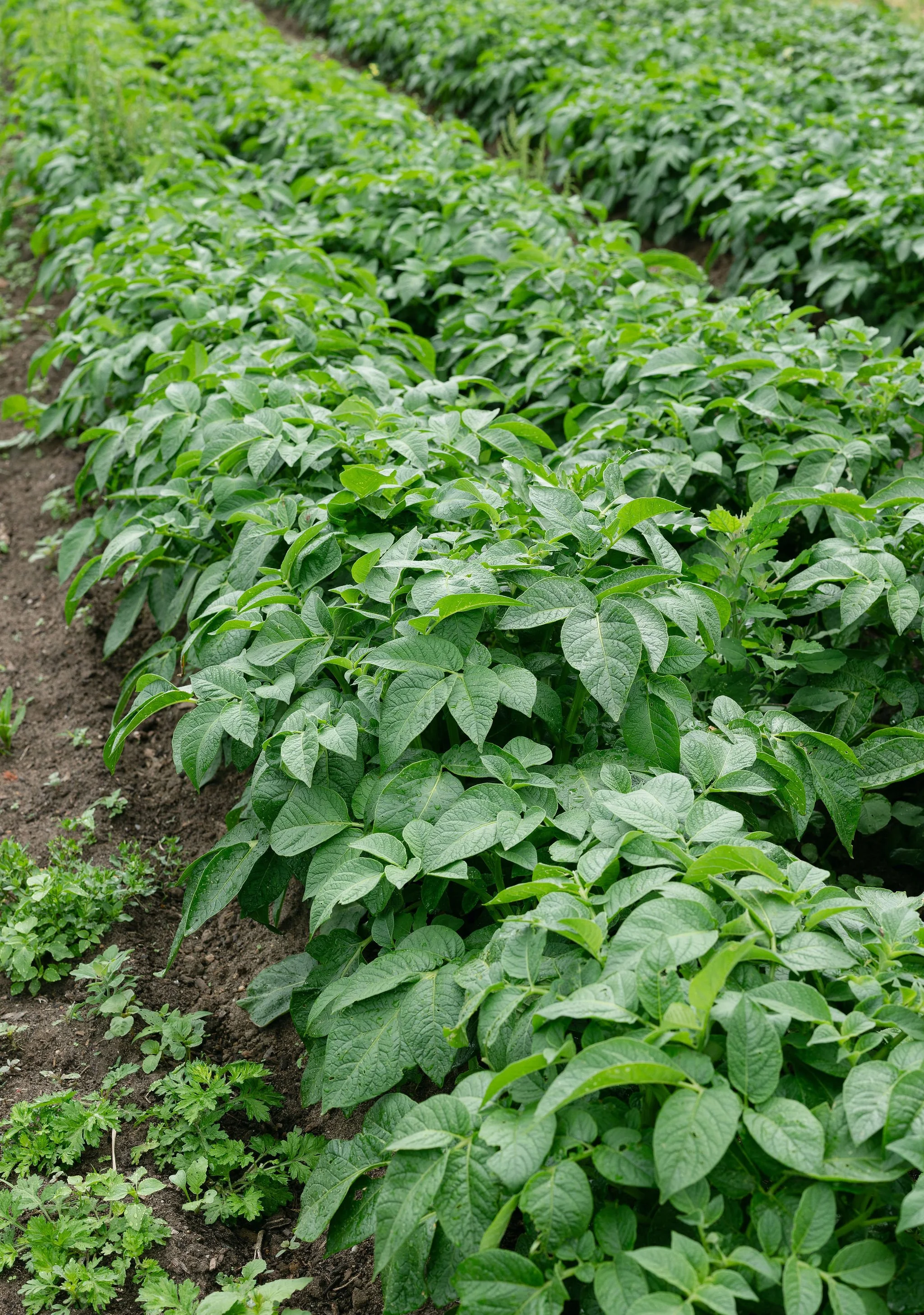 IGI_Glean_IsabellaChimes-36.jpg