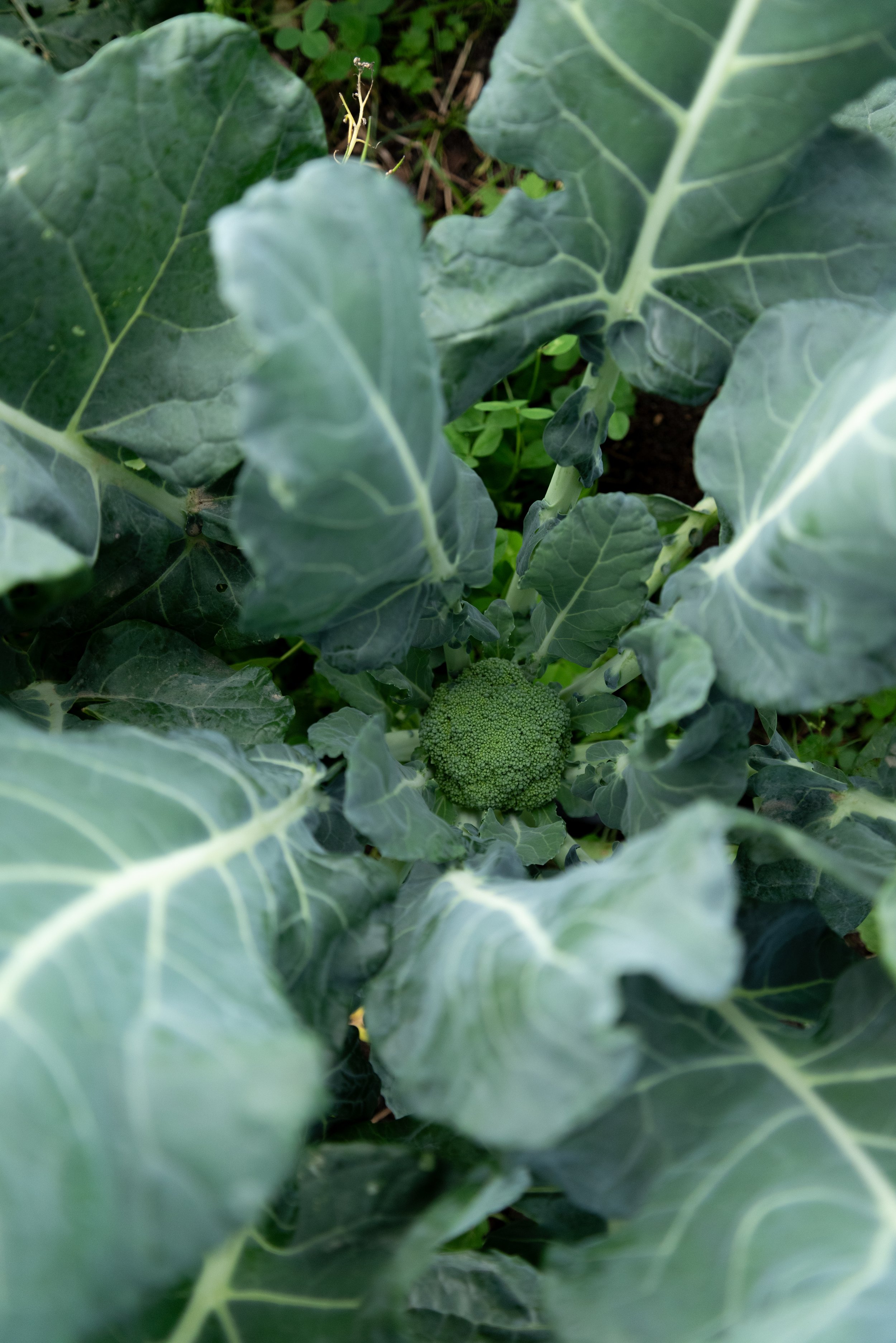 2024-09-24-004 broccoli.jpg
