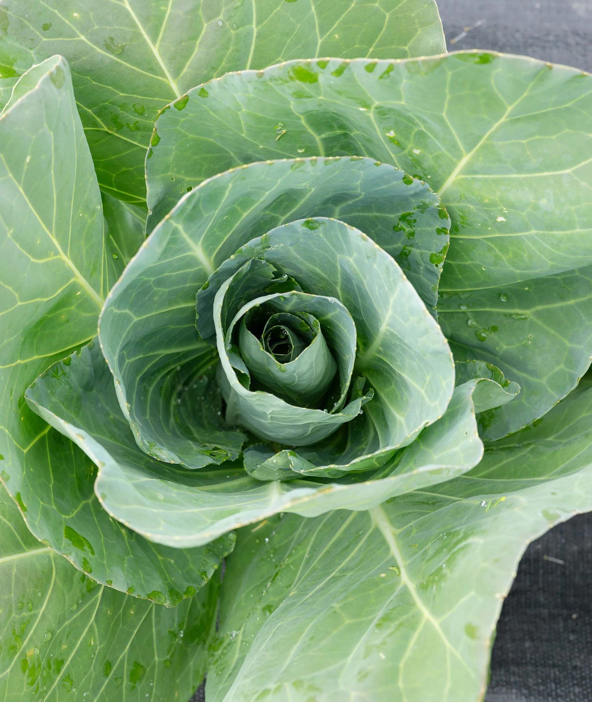 IGI_Glean_IsabellaChimes-52.jpg