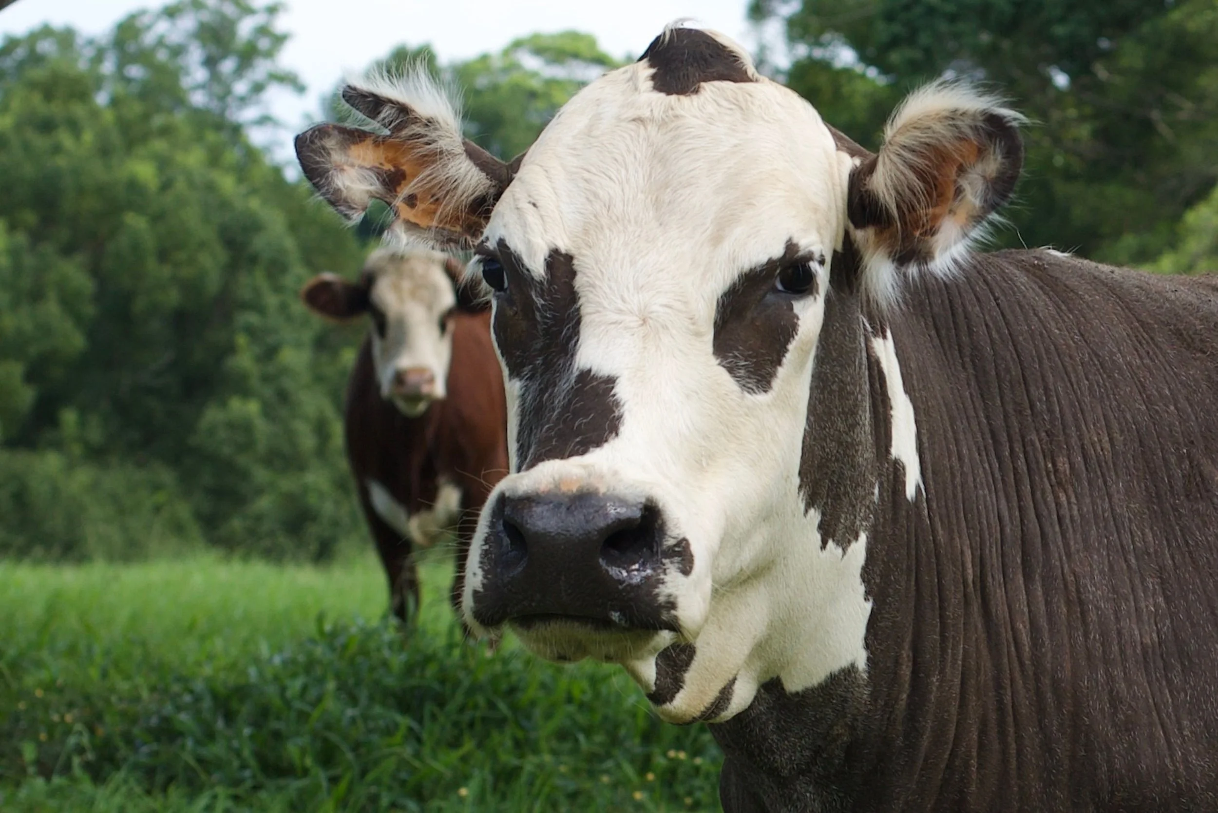 Cattle Ranching & Dairy 