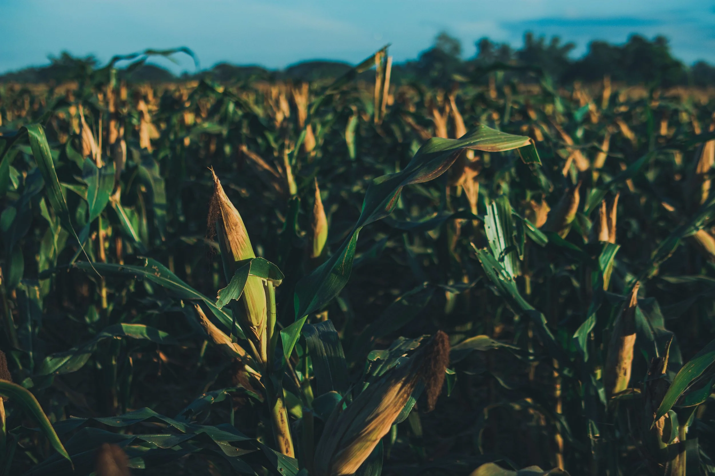 corn field