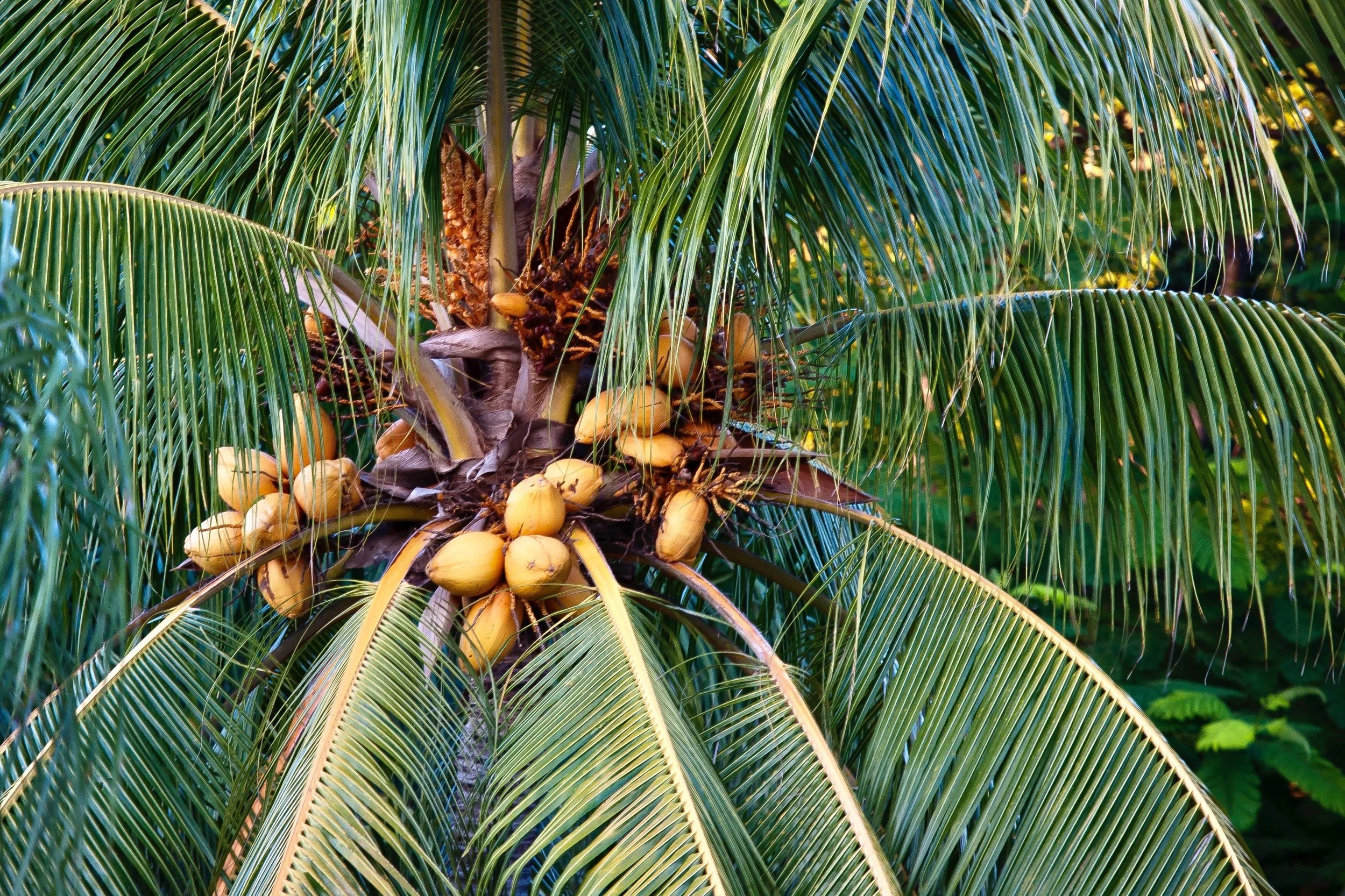Coconut Farming