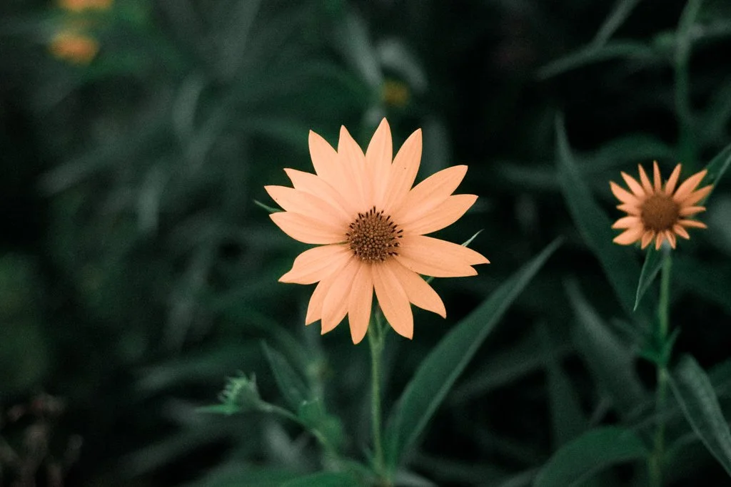Sunflower - Forest Park, MO