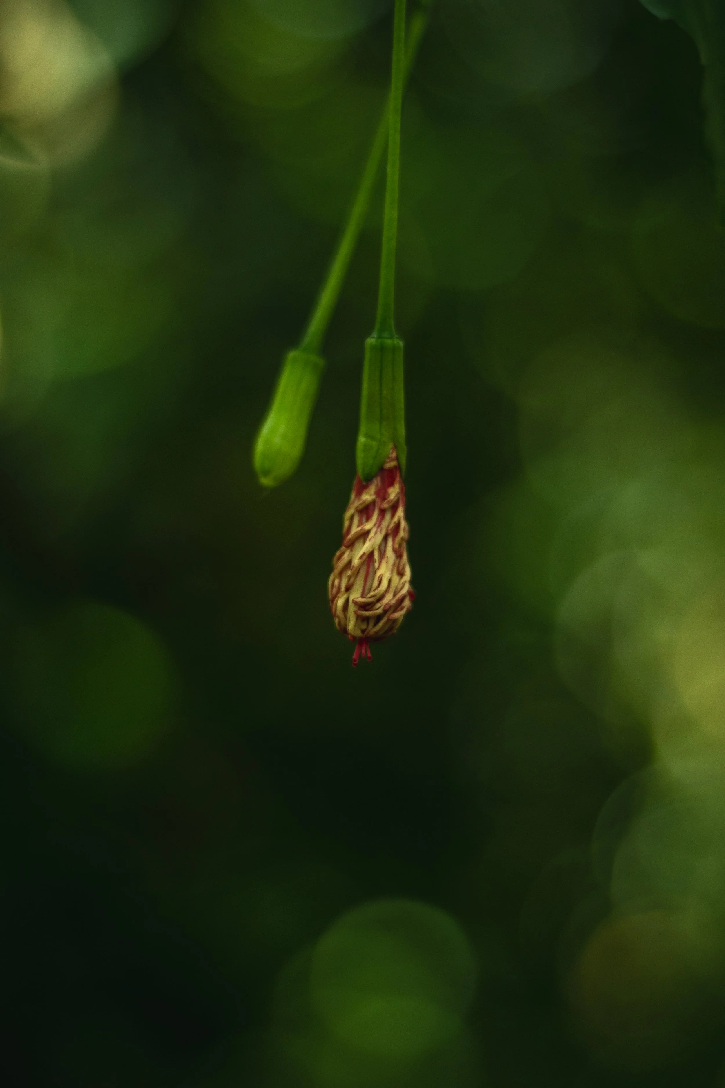 Unblossomed Flower - Botanical Gardens, Shaw, MO