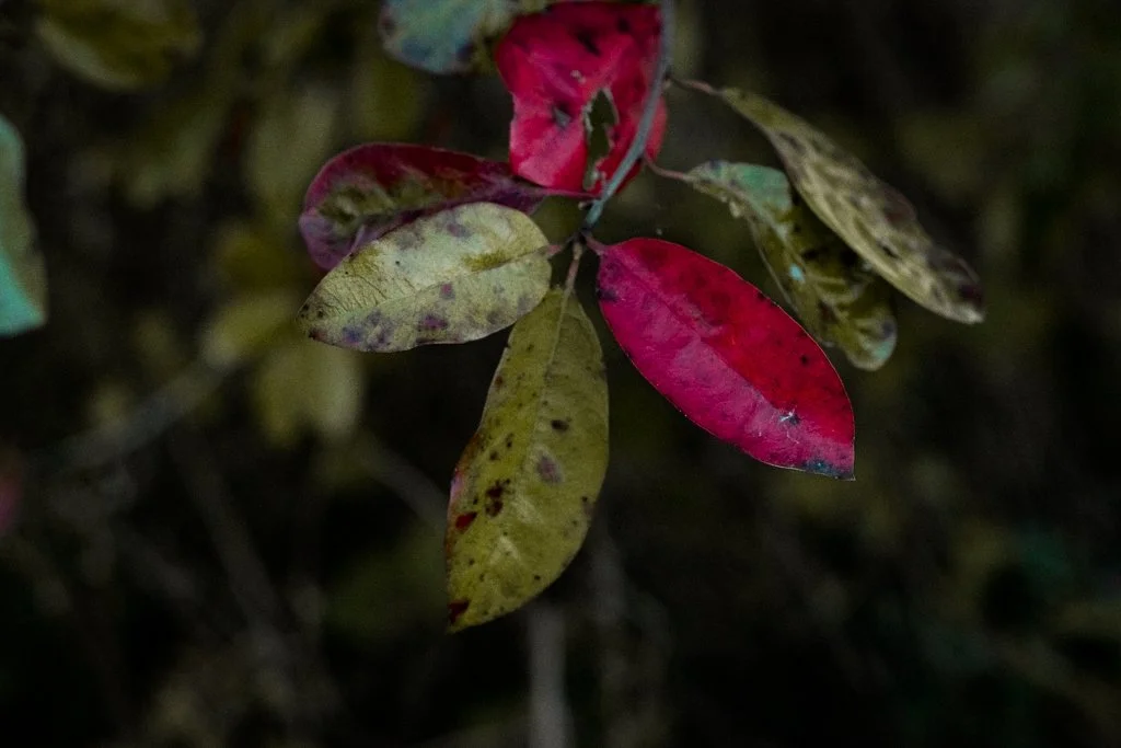 leaves in Forest Park, MO