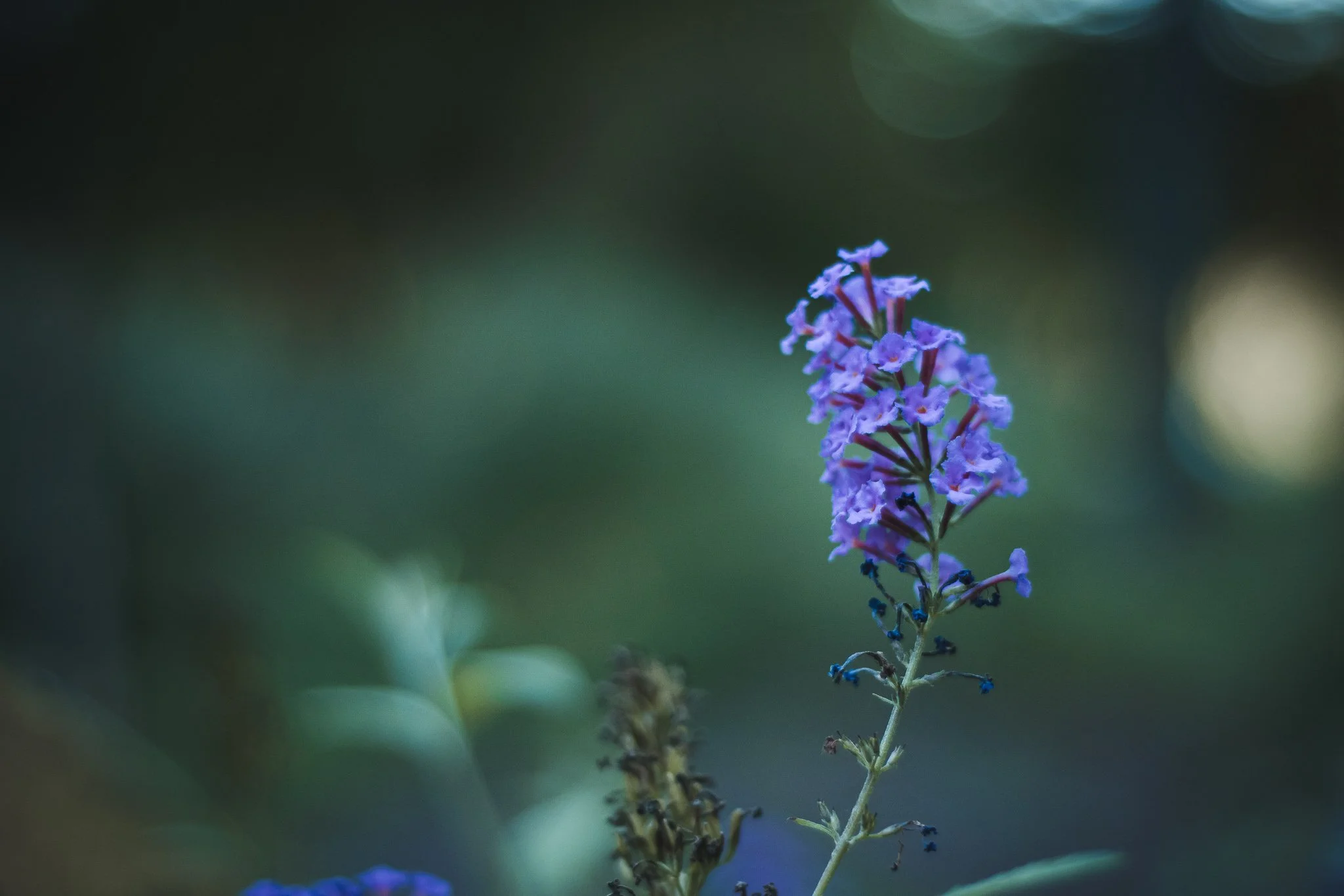 purple flower in Forest Park, MO