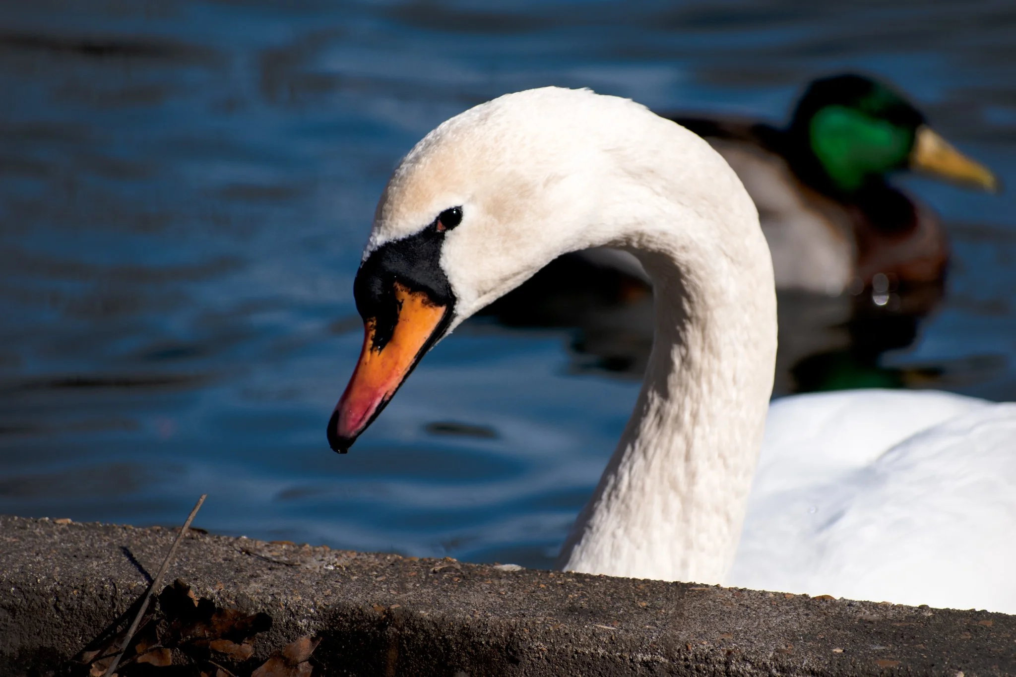 Goose - Lafayette Park, MO