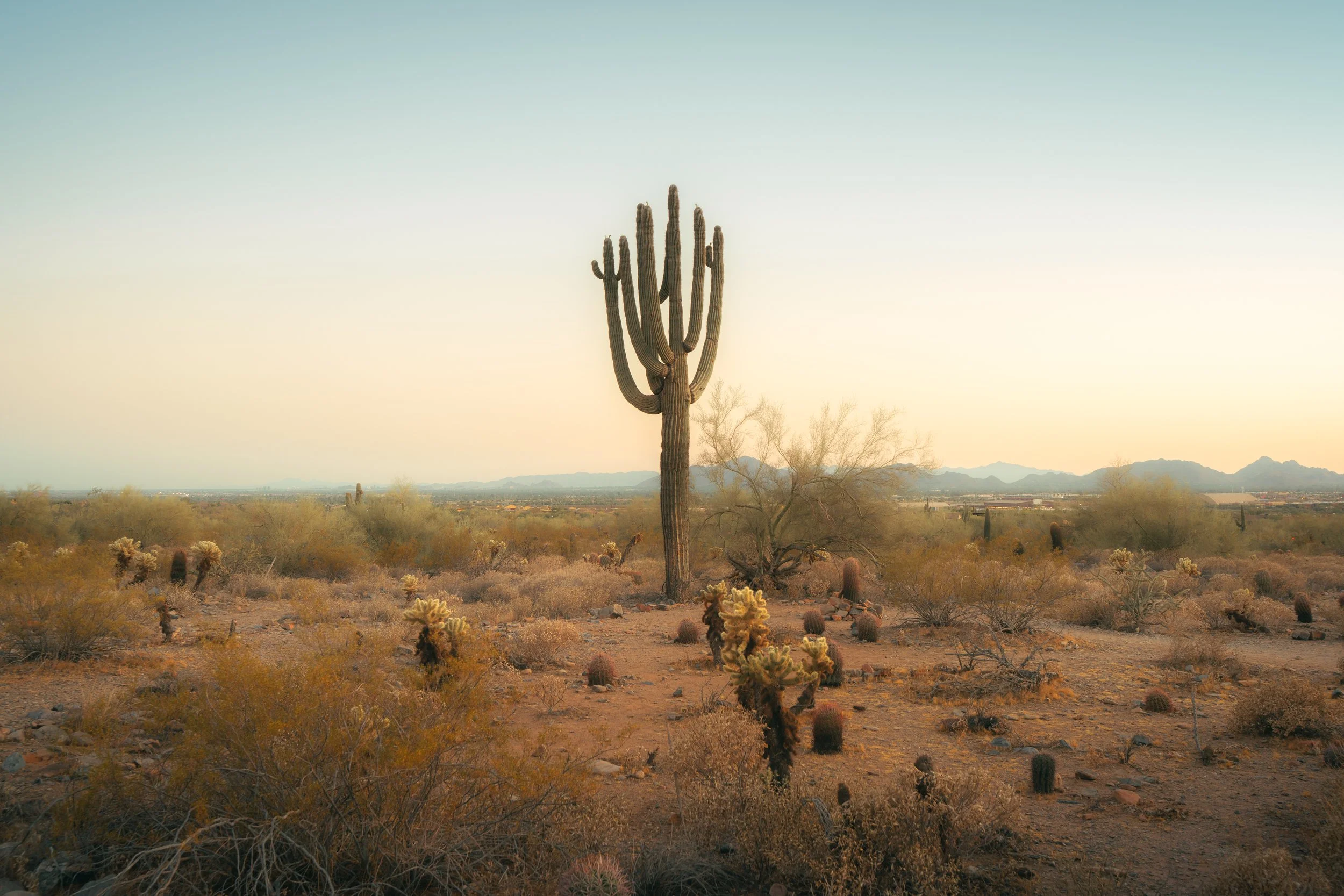 A desert landscape with a large saguaro cactus in the center, surrounded by smaller cacti and desert vegetation, with a distant mountain range under a clear sky.