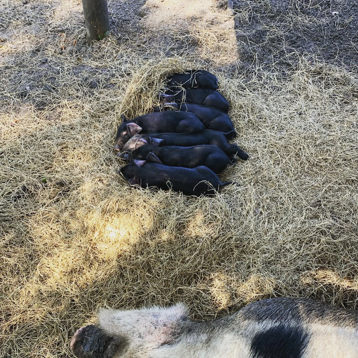 Swipe right ➡️ to see a pile of 5 pound piglets turn into a pile of 500 pound pigs. The breezy cool weather today had all the pig snuggled up together! #f3adventures #pasturedpigs #pasturedpork #eatlocal #fellsmere #verobeach #pigpile #farmindianrive
