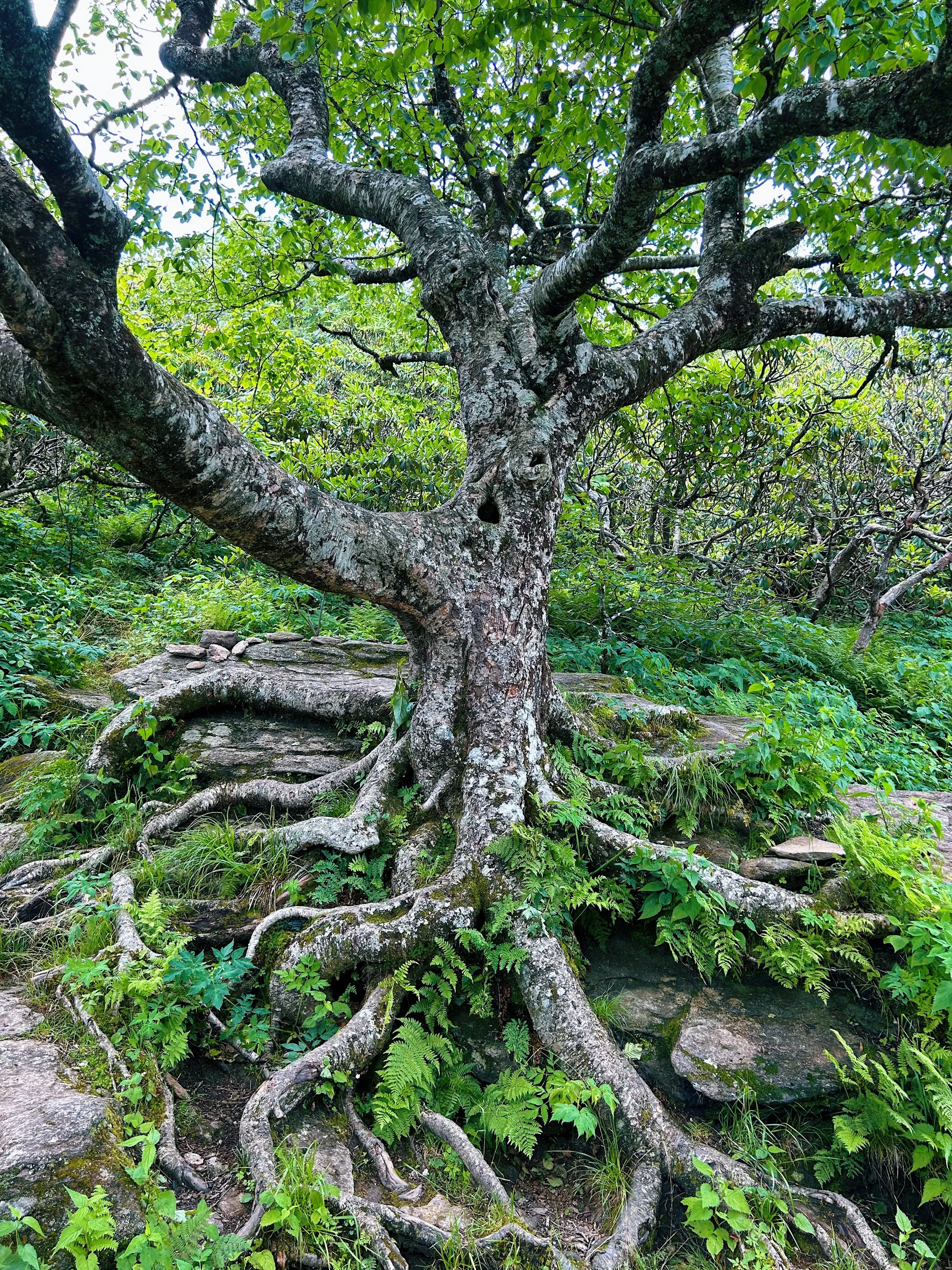 CD519A1C-FC11-4BCB-BDC4-5A3CCAAAEC6A 2.JPG