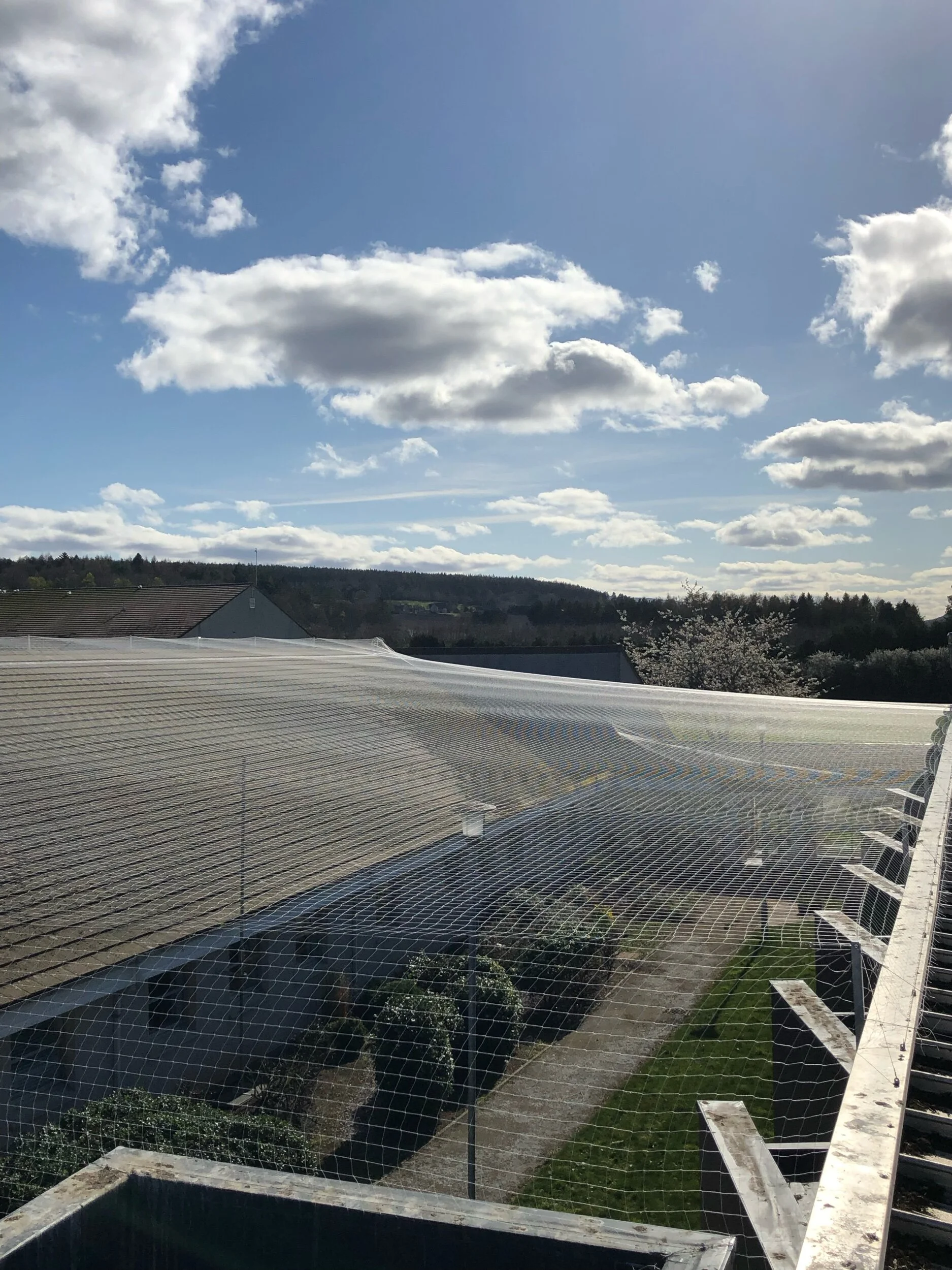 Gull net installation over courtyard 
