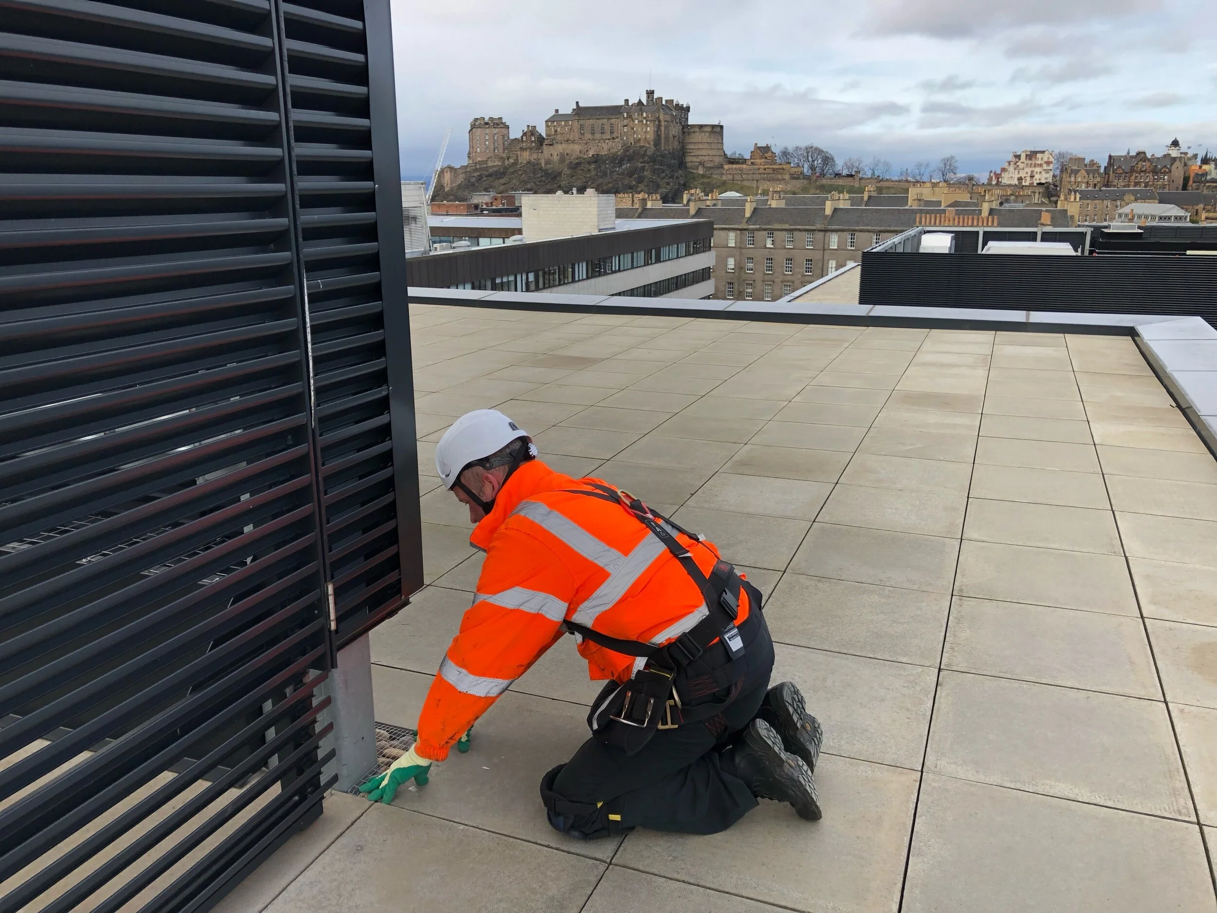 Gull control Edinburgh 