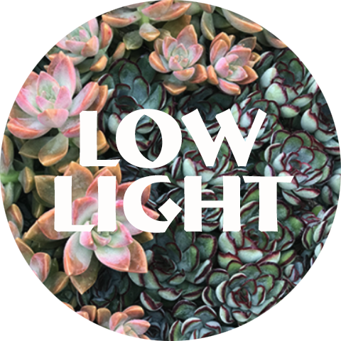 Low Light.png