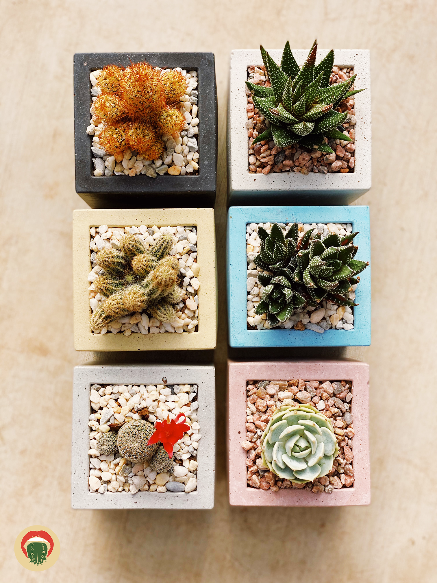 The Prickly Pear - Thumbnail 1.png